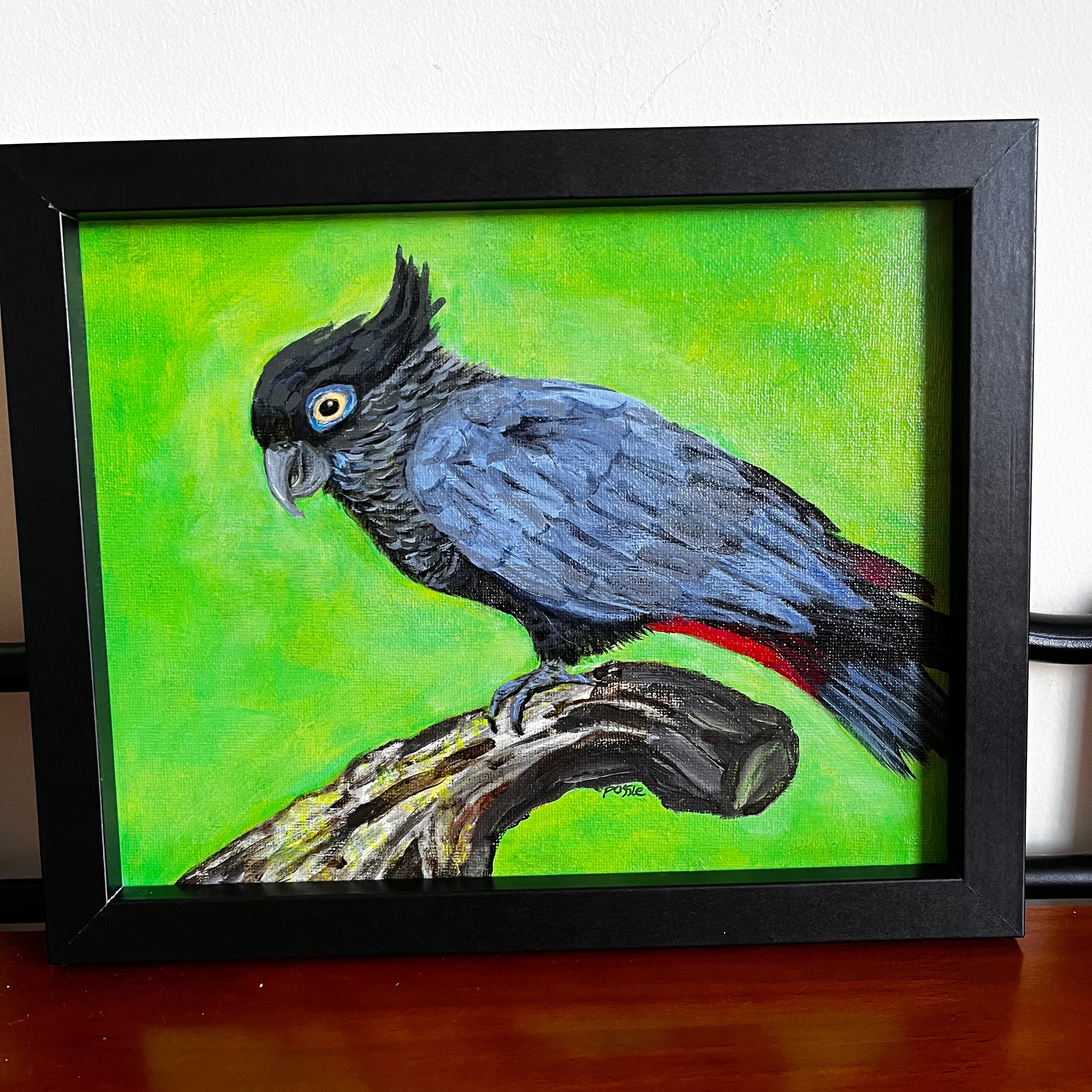 Black Cockatoo