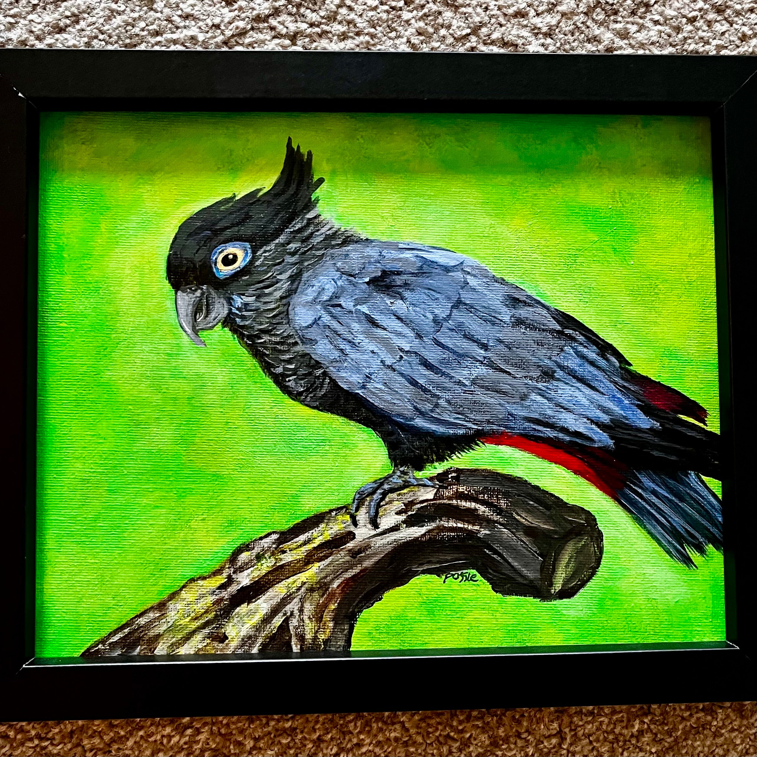 Black Cockatoo