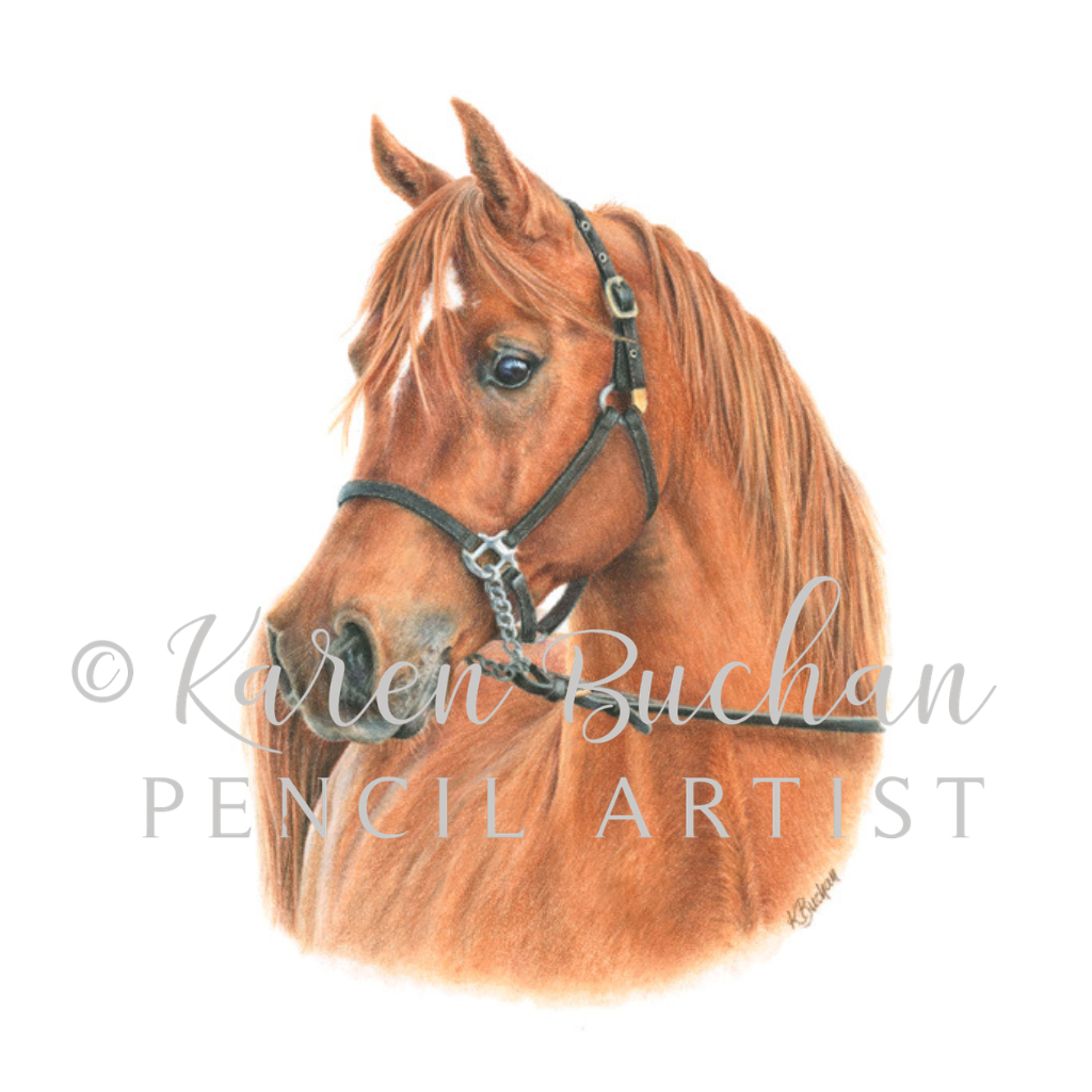 Arabian Horse | Horse Portrait | Art Print