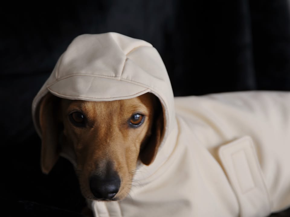 Dachshund dog raincoat for Puppy. Handmade Pet clothing/costume