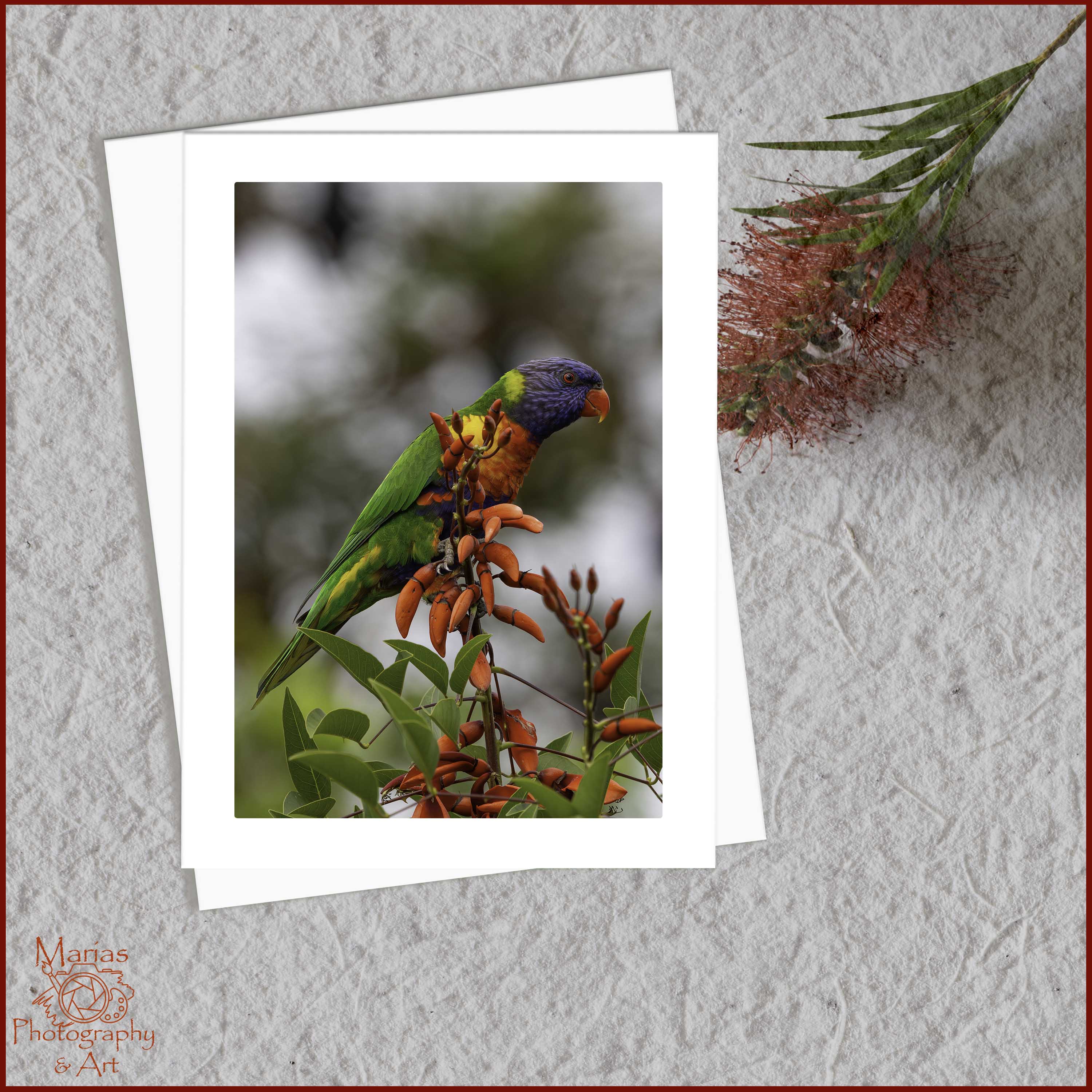 Blank Greeting Card - Rainbow Lorikeet