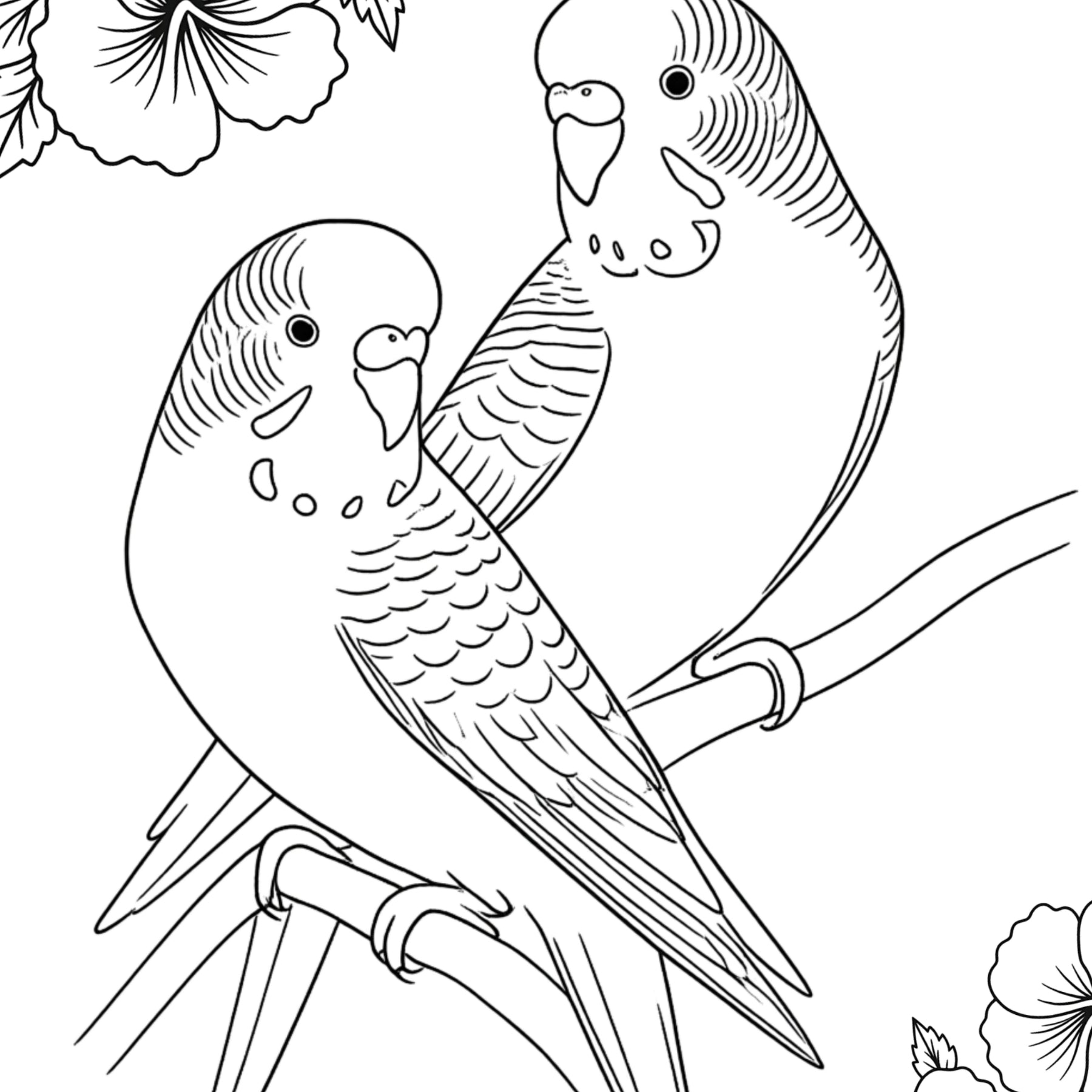 A4 Fine Art Colouring Sheet Pack | 5 Bird Designs