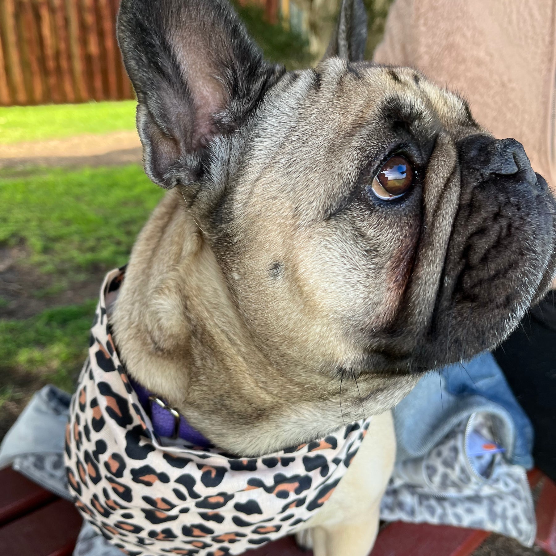Leopard Print - Dog Scrunchie Bandana