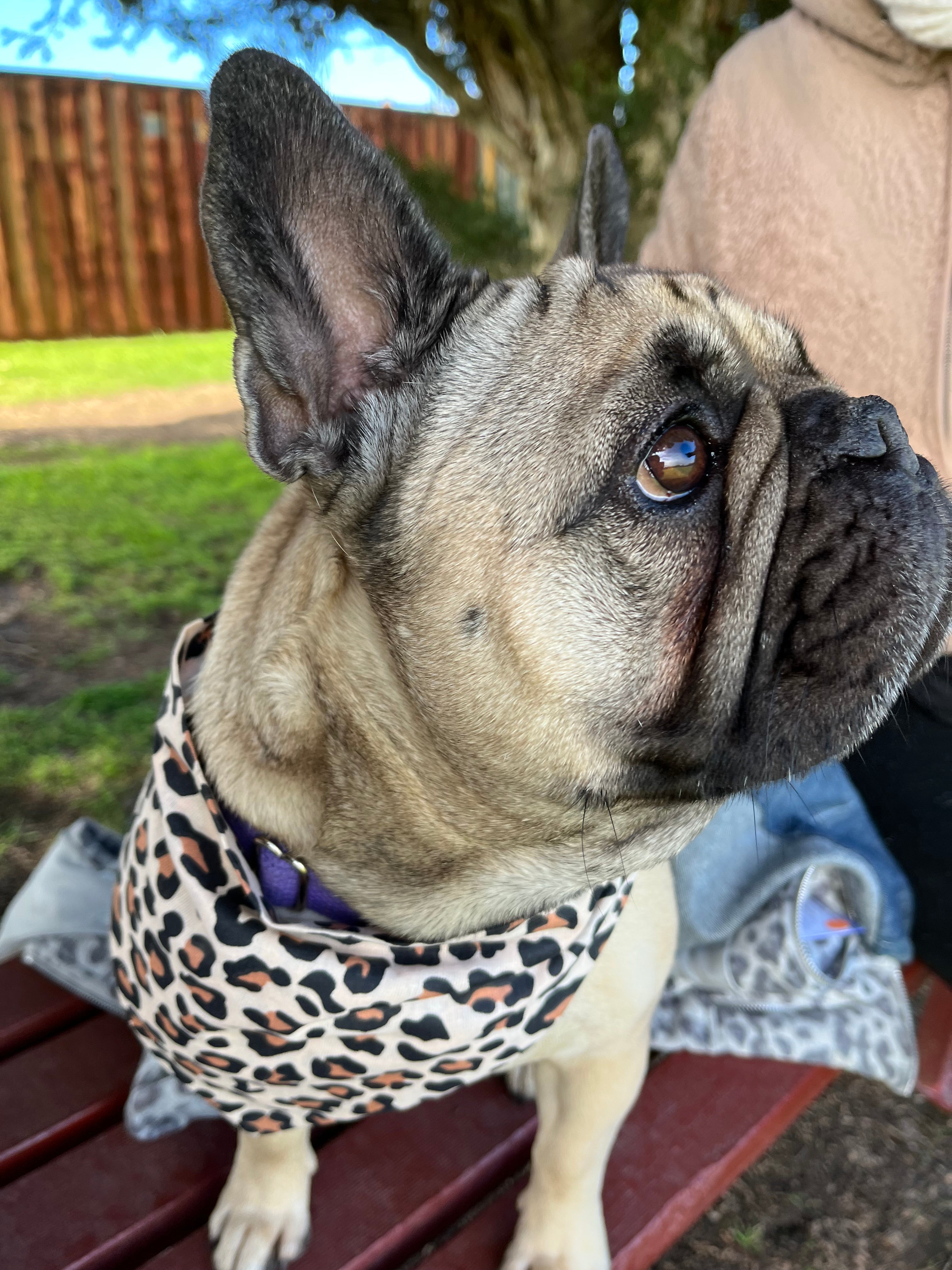 Leopard Print - Dog Scrunchie Bandana