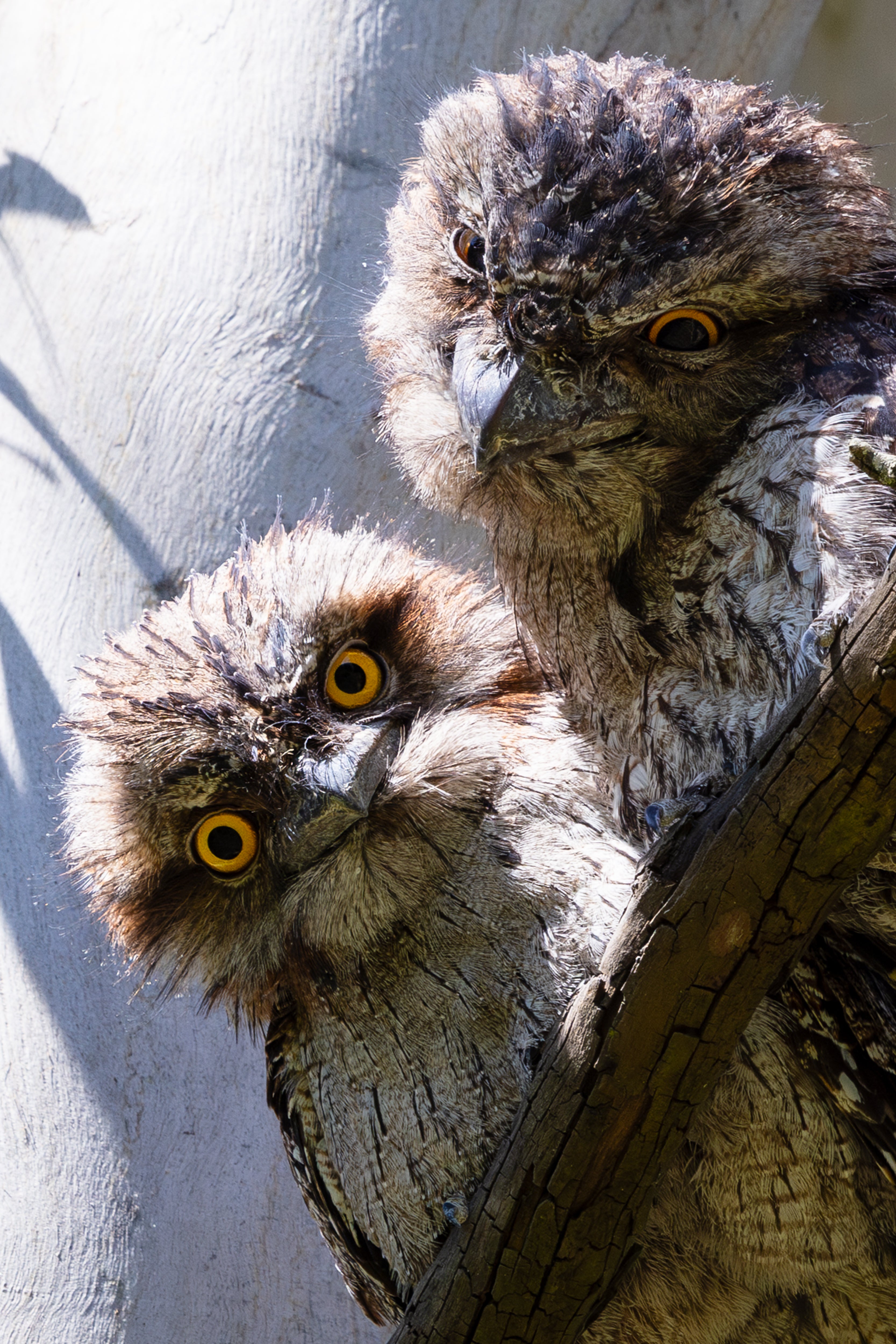 Photographic print | Wall Art | Tawny Frogmouths
