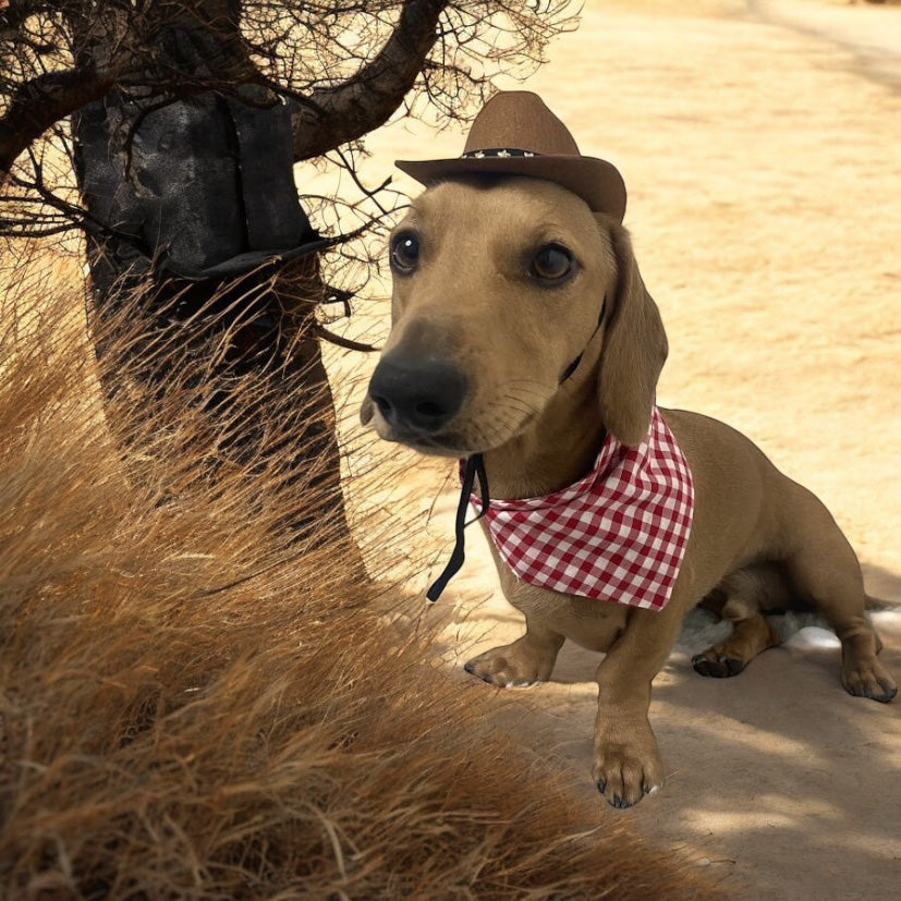 Cowboy bandana and cowboy hat set costume for pet, dog, cat