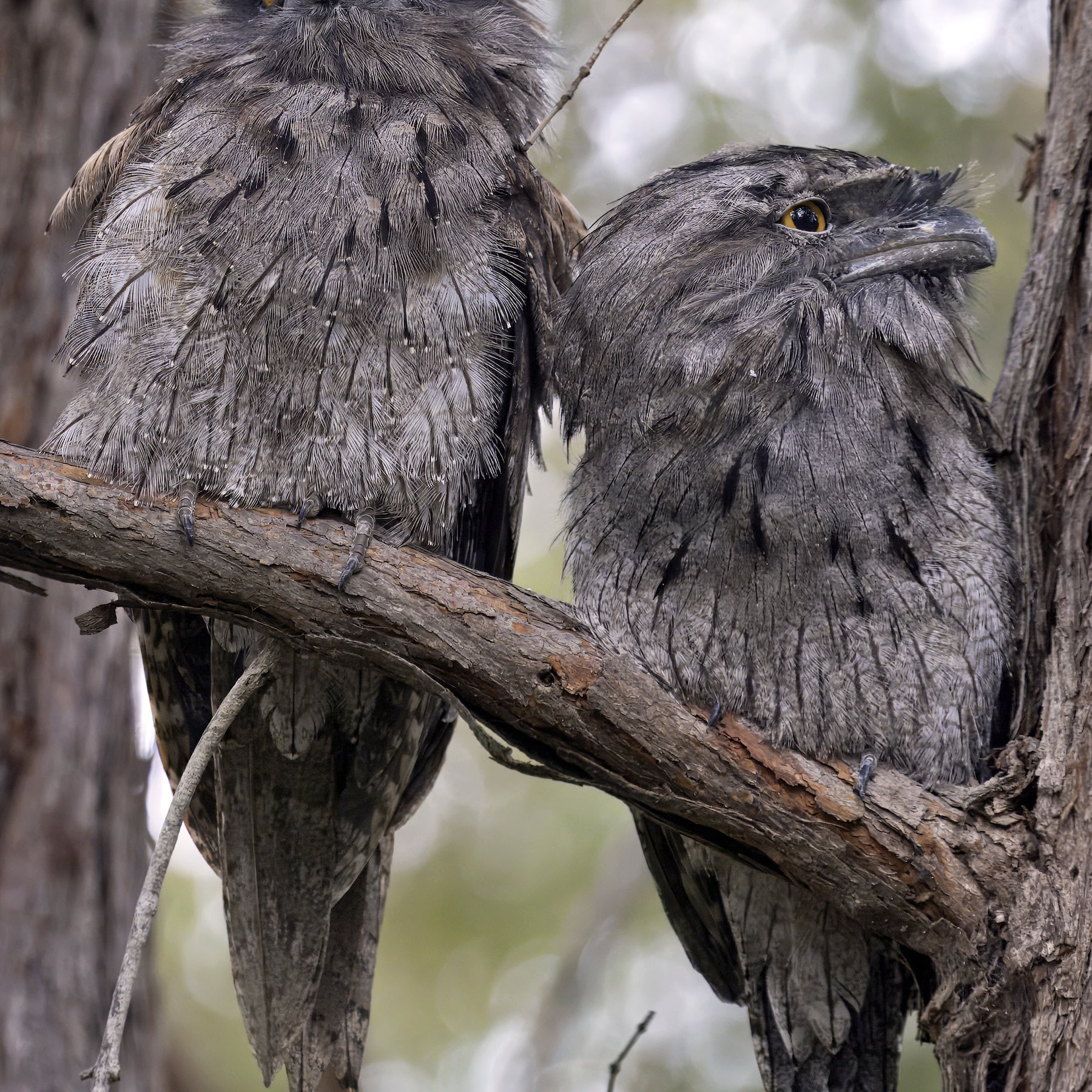 Blank Greeting Card - Tawny Frogmouths Photo