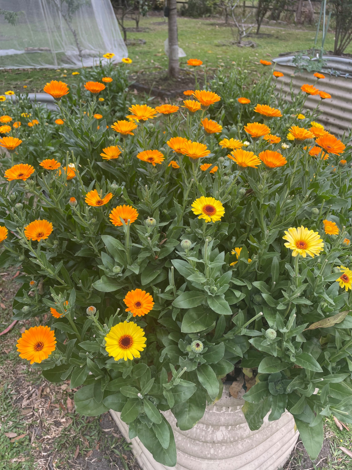 Calendula Salve (Balm)