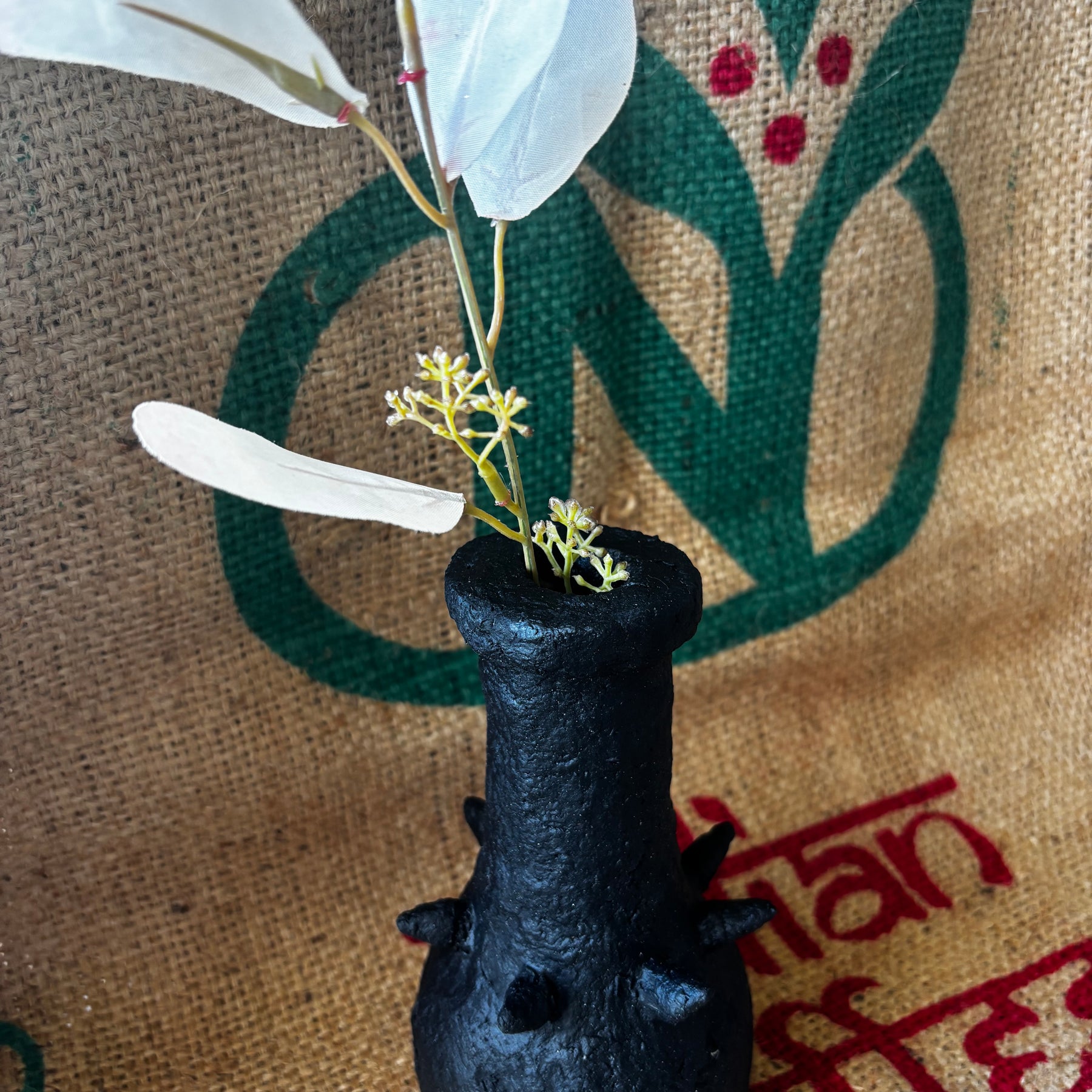 Little spiked black beauty