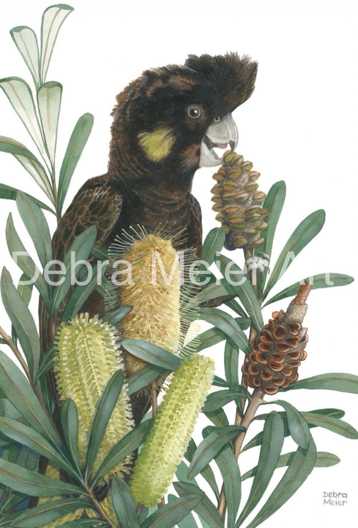 Yellow Tailed Black Cockatoo art print by Debra Meier Art.