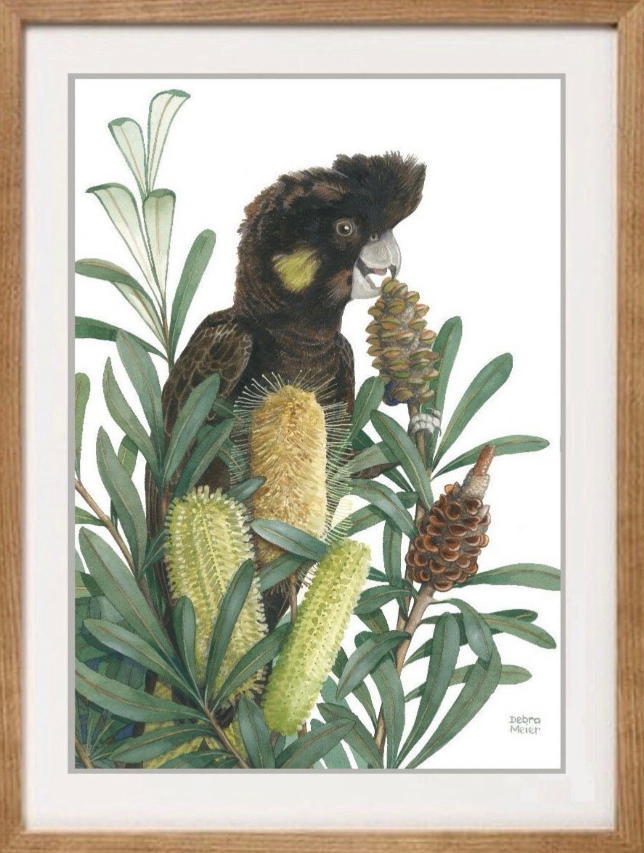 Yellow Tailed Black Cockatoo art print by Debra Meier Art.