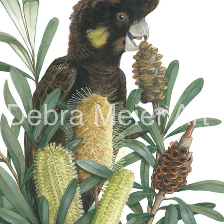 Yellow Tailed Black Cockatoo art print by Debra Meier Art.