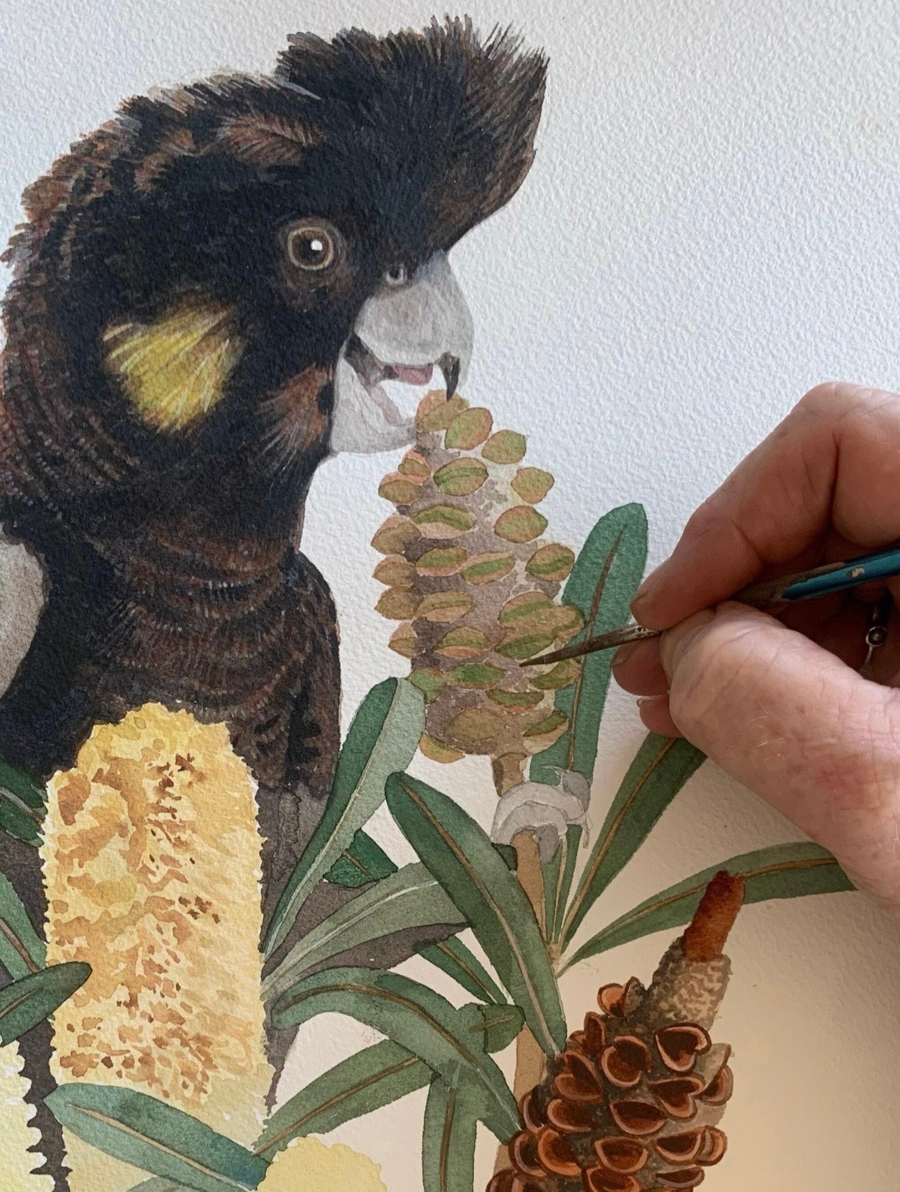 Yellow Tailed Black Cockatoo art print by Debra Meier Art.