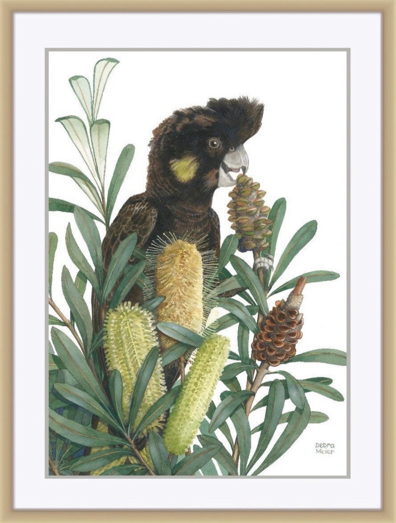 Yellow Tailed Black Cockatoo art print by Debra Meier Art.