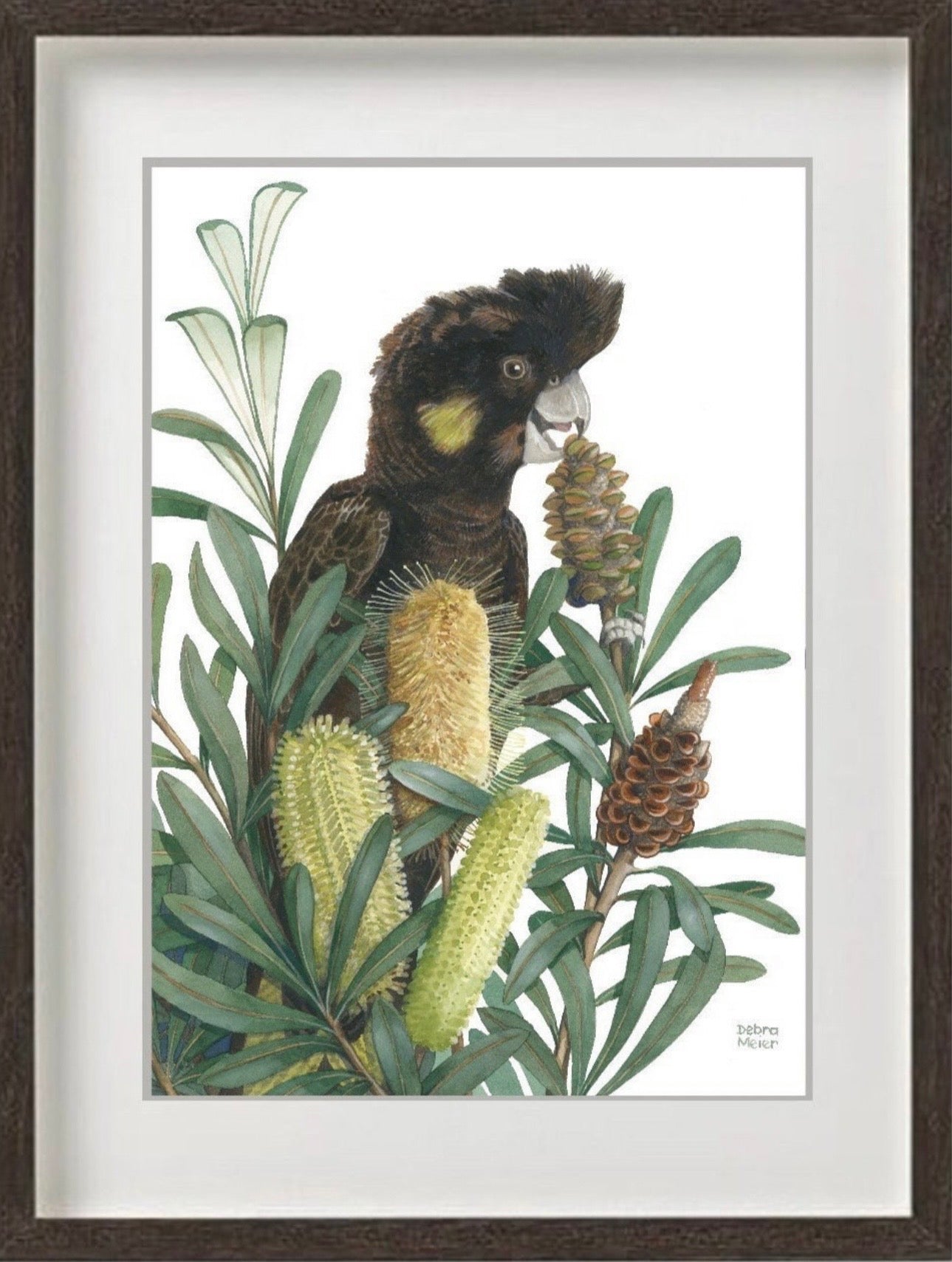 Yellow Tailed Black Cockatoo art print by Debra Meier Art.
