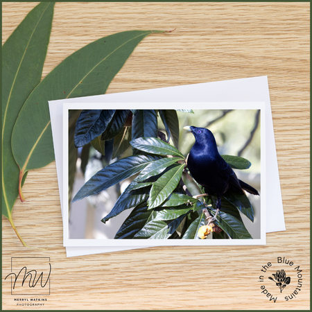 Blank Greeting Card - Male Satin Bowerbird in a Loquat Photo