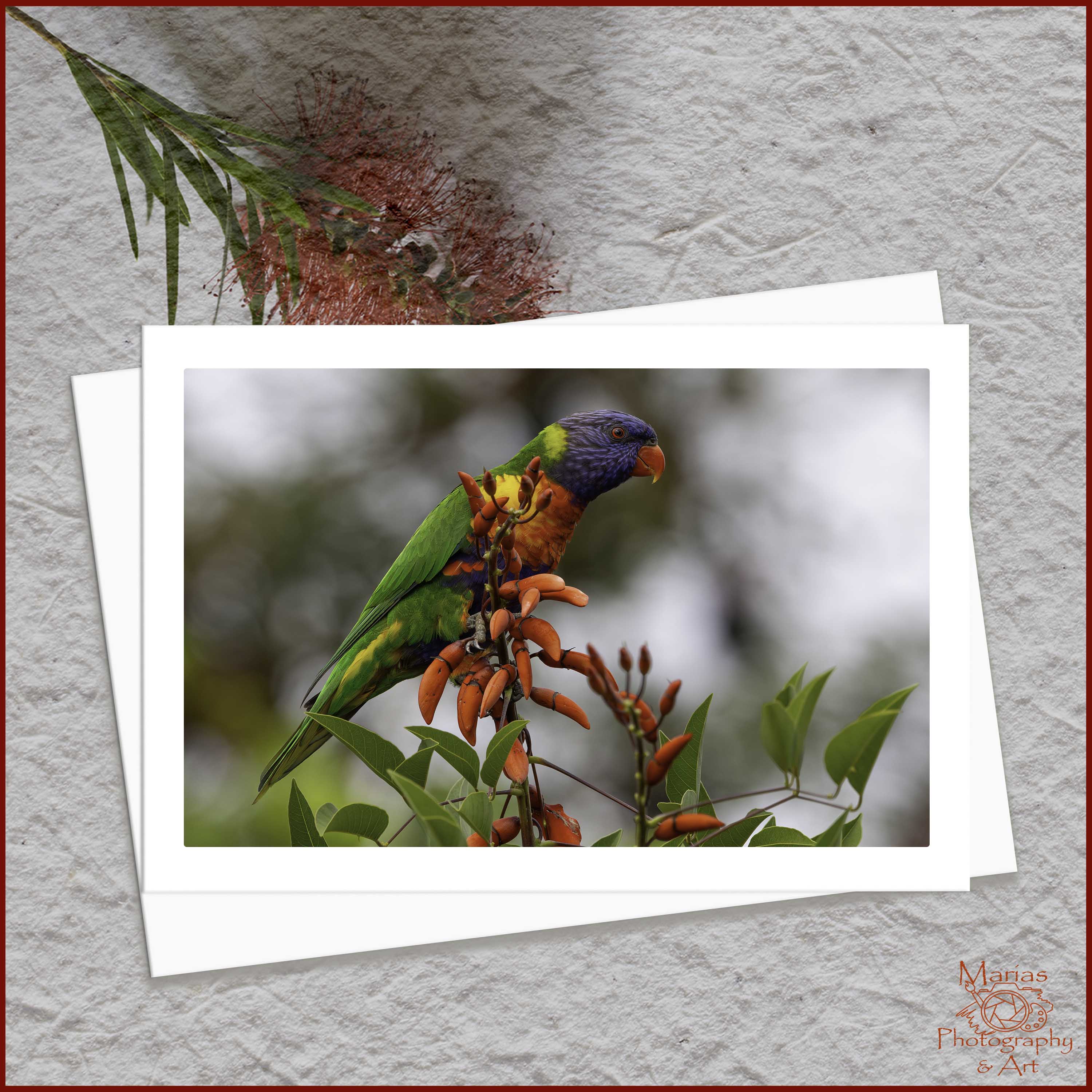 Blank Greeting Card - Rainbow Lorikeet