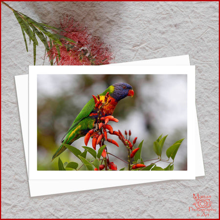Blank Greeting Card - Rainbow Lorikeet