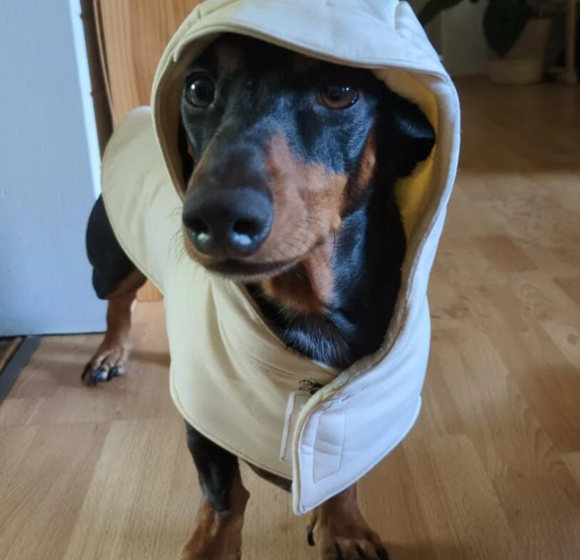 Dachshund dog raincoat for Puppy. Handmade Pet clothing/costume