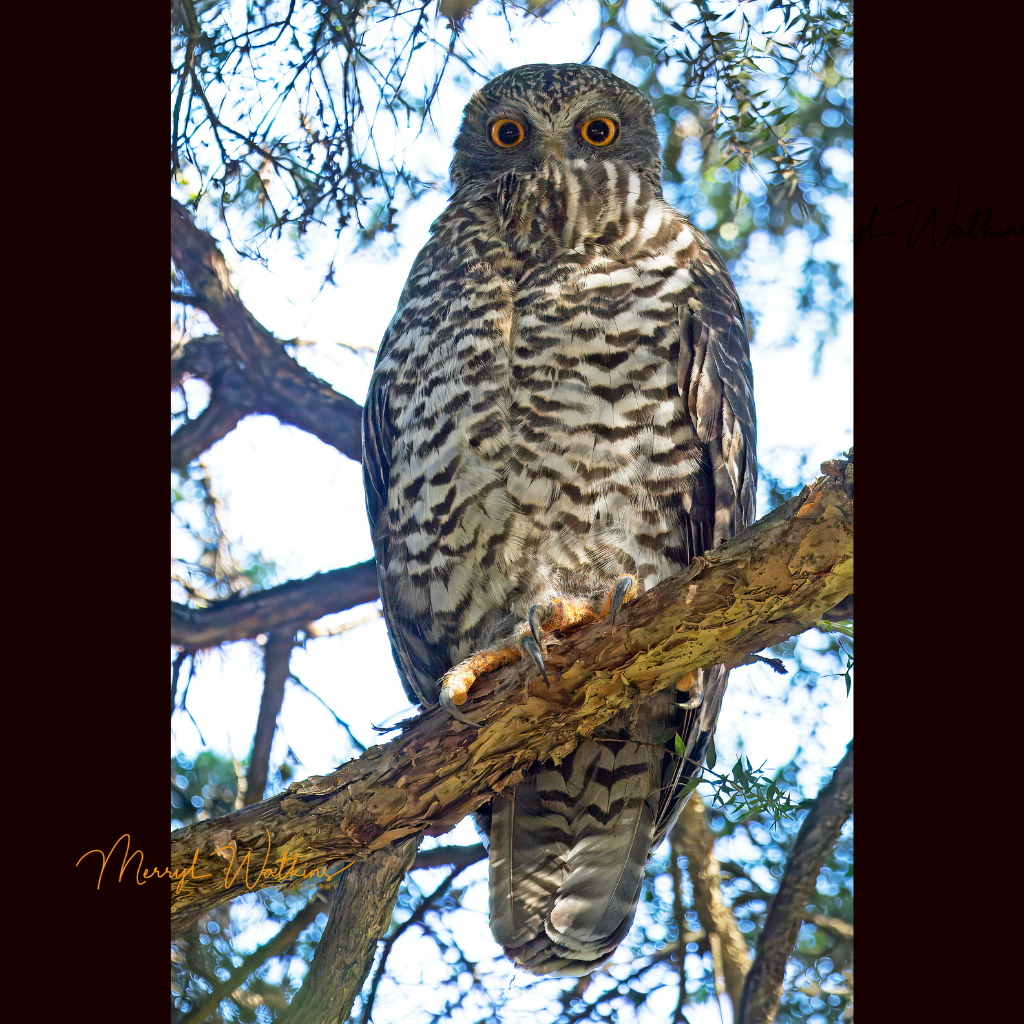 Blank Greeting Card - Powerful Owl Photo