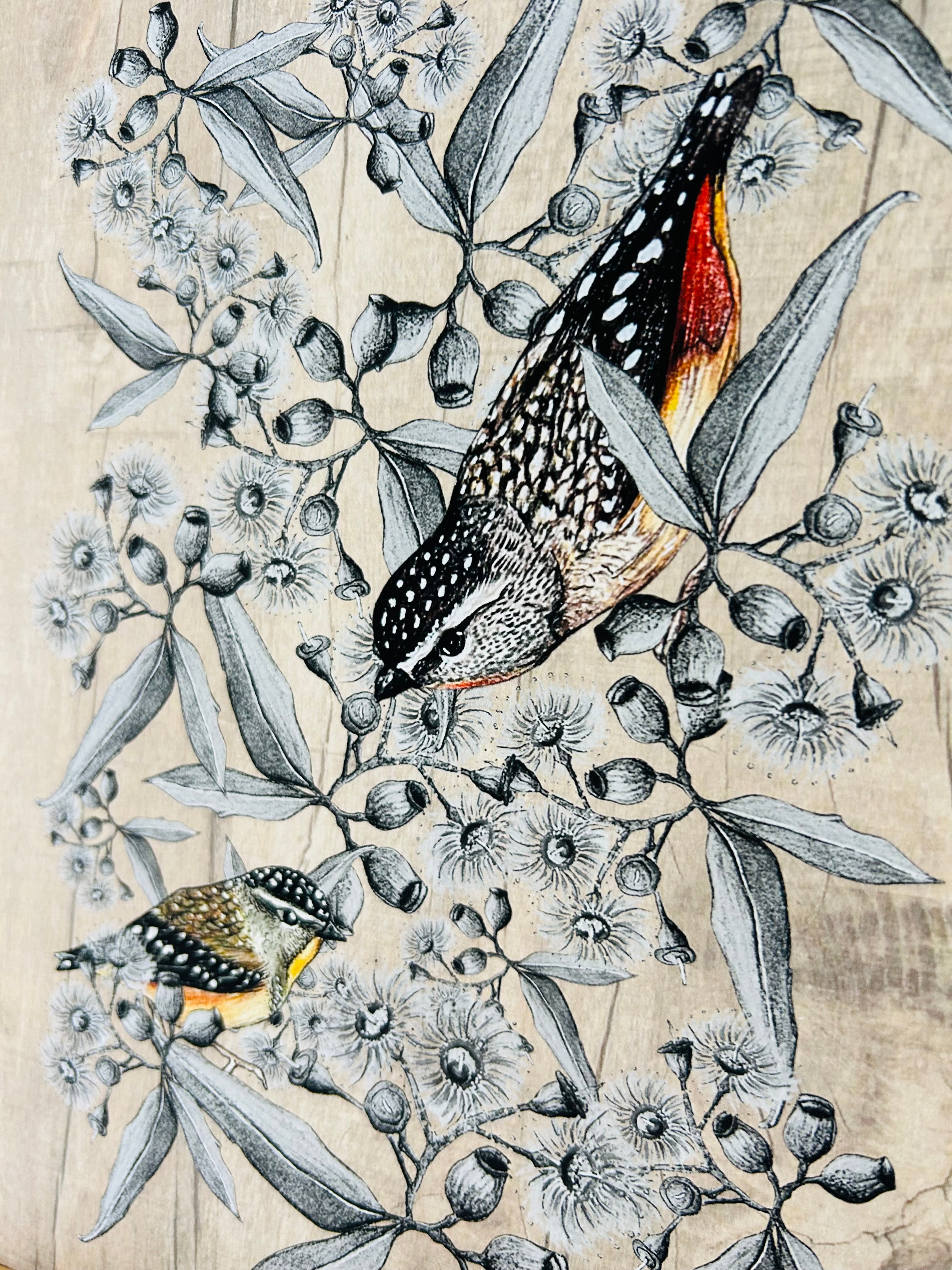 Art Print - Forty Spotted Pardalote