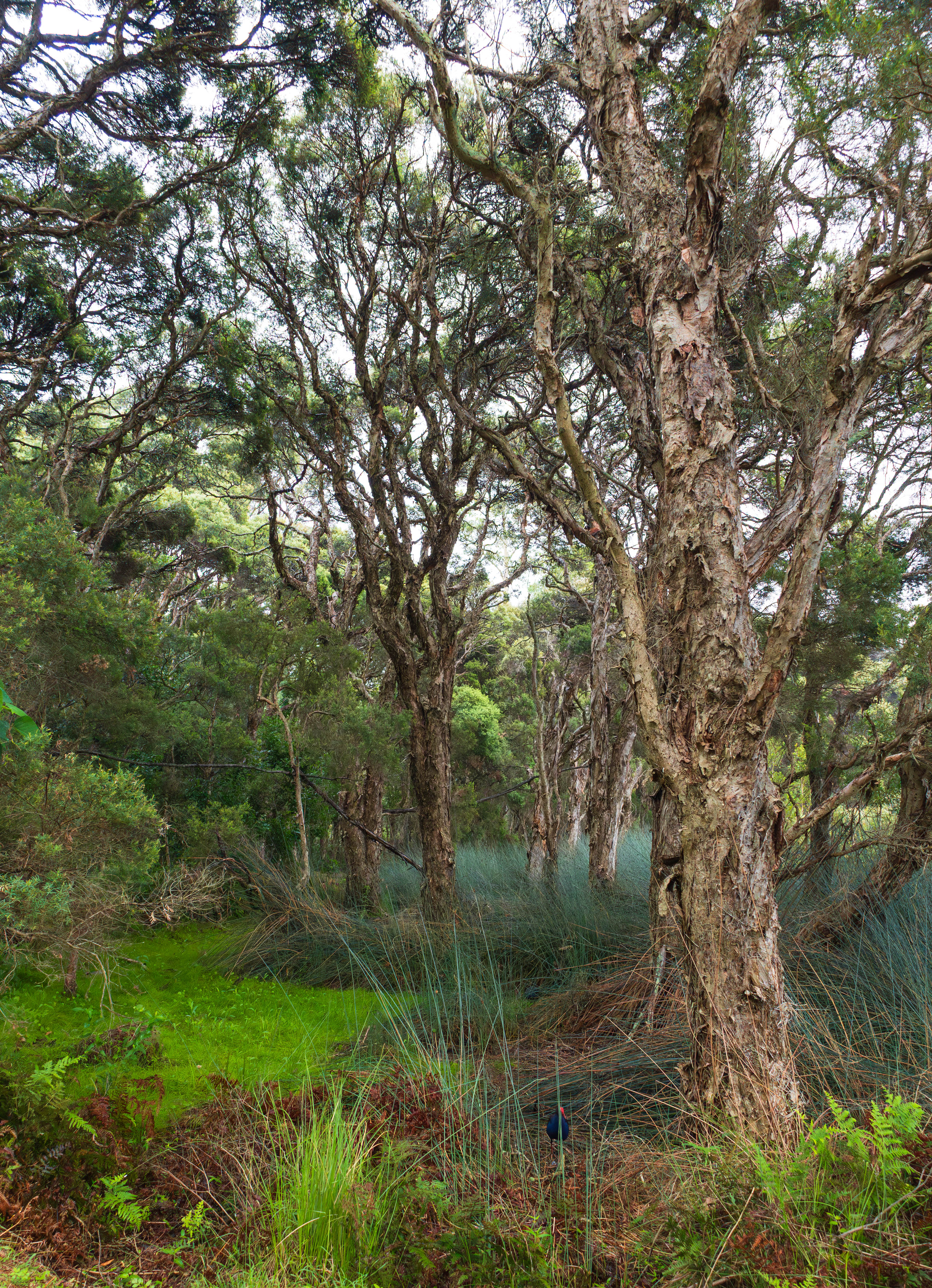 Photographic print | Wall Art | Paperbark