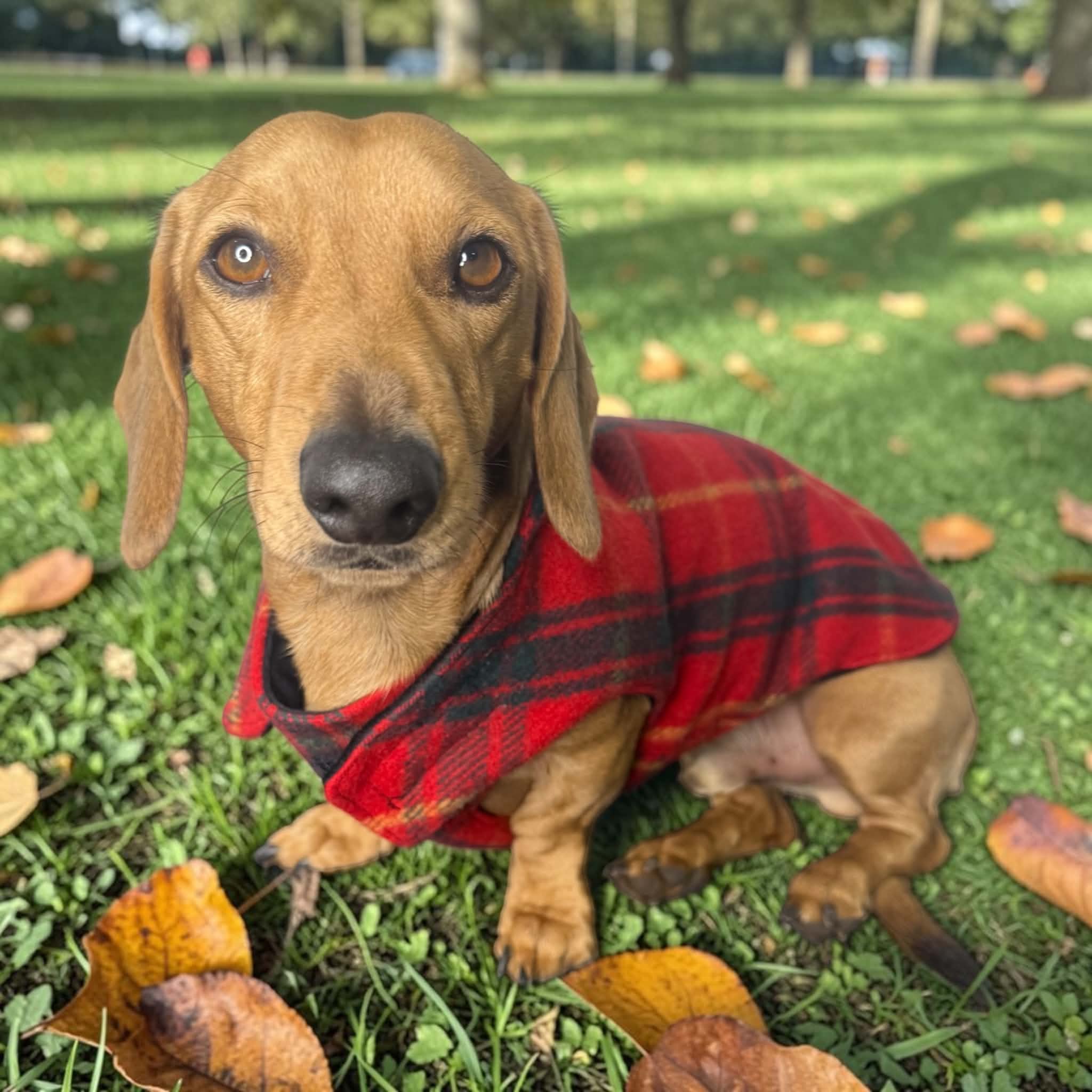 Upcycled woolen dachshund dog, puppy warm coats/jackets