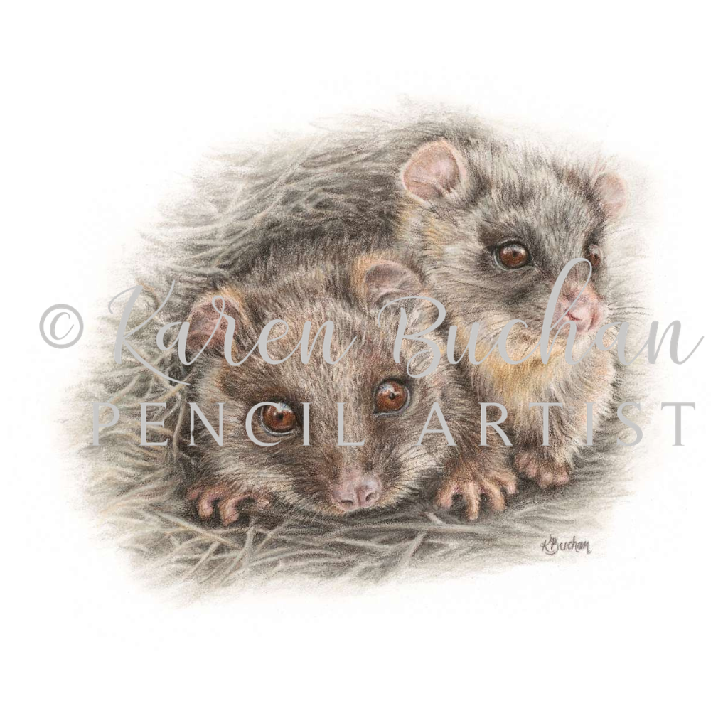 Ringtail Possums | Australian Wildlife Art Print