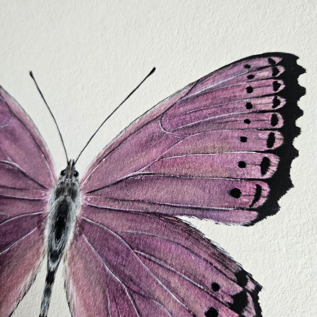 Watercolour Art Print - 'Spotted Lilac Butterfly'