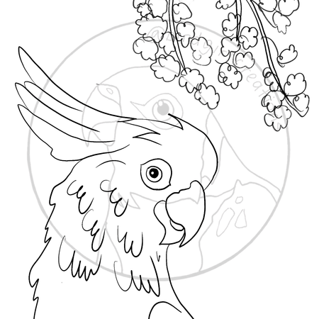 Sulphur-crested Cockatoo colouring in page PDF