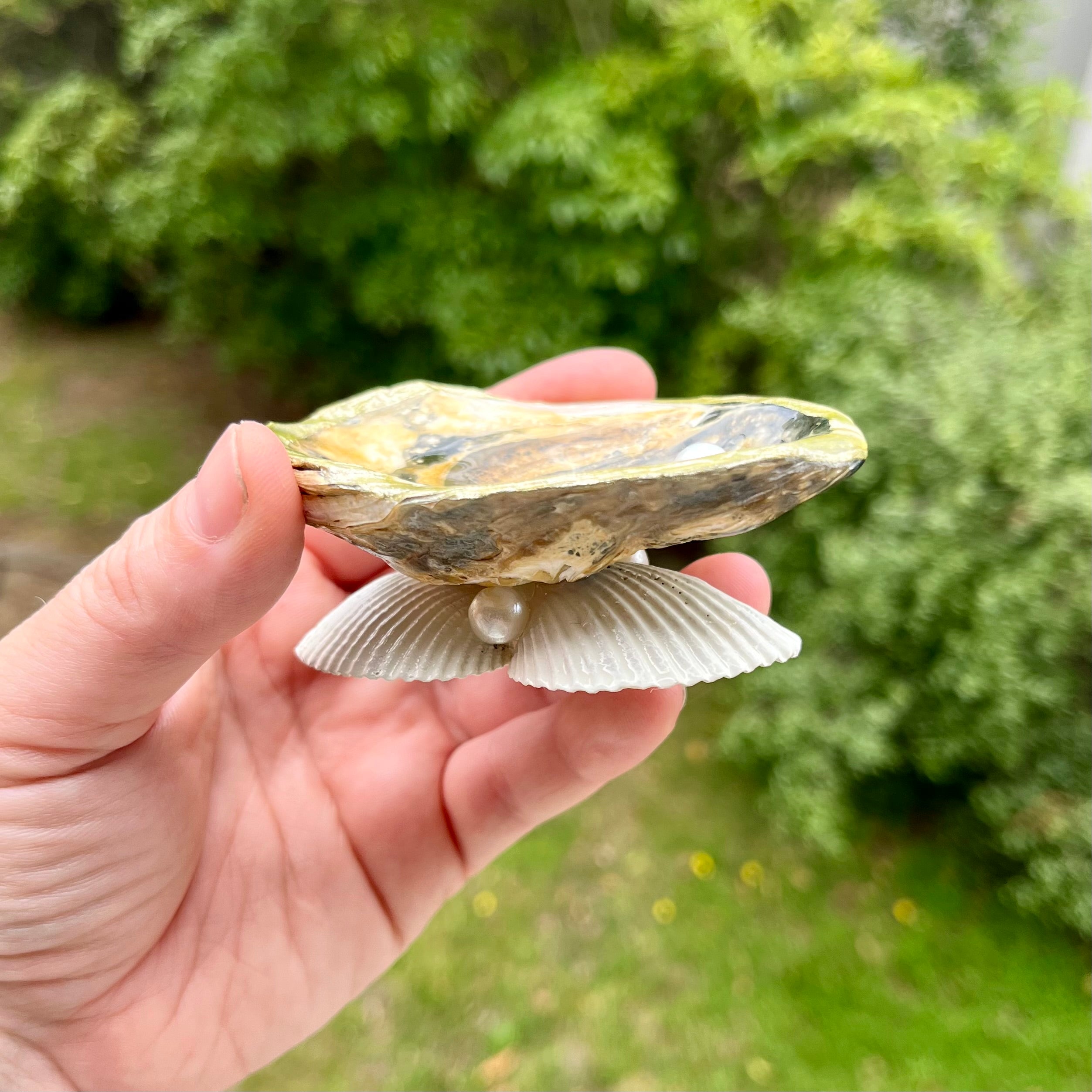 Earthy Shell Trinket Tray with Pearls