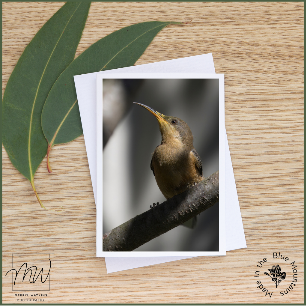 Blank Greeting Card - Juvenile Eastern Spinebill - Photo