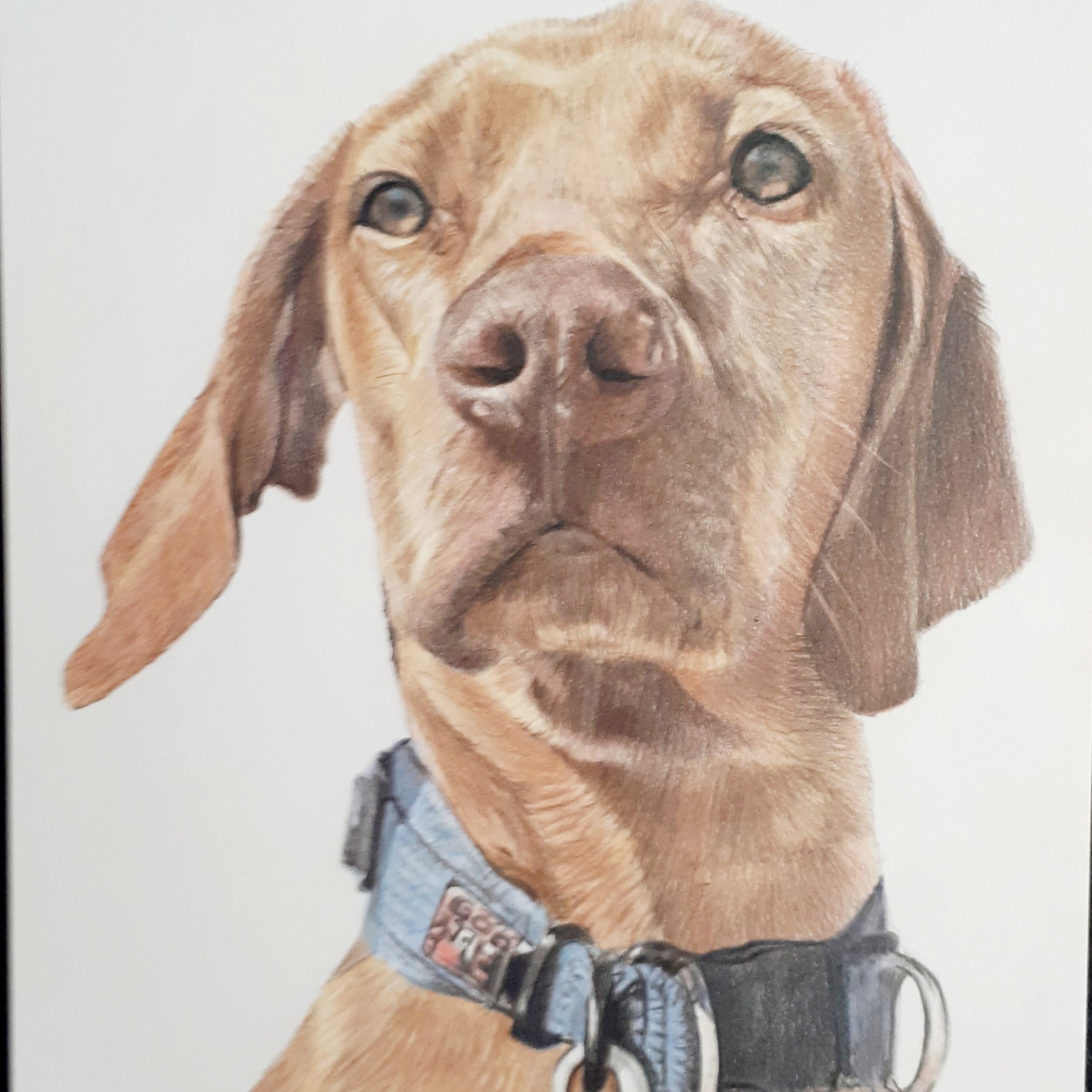 Pet Portraits Hand drawn in Pencil