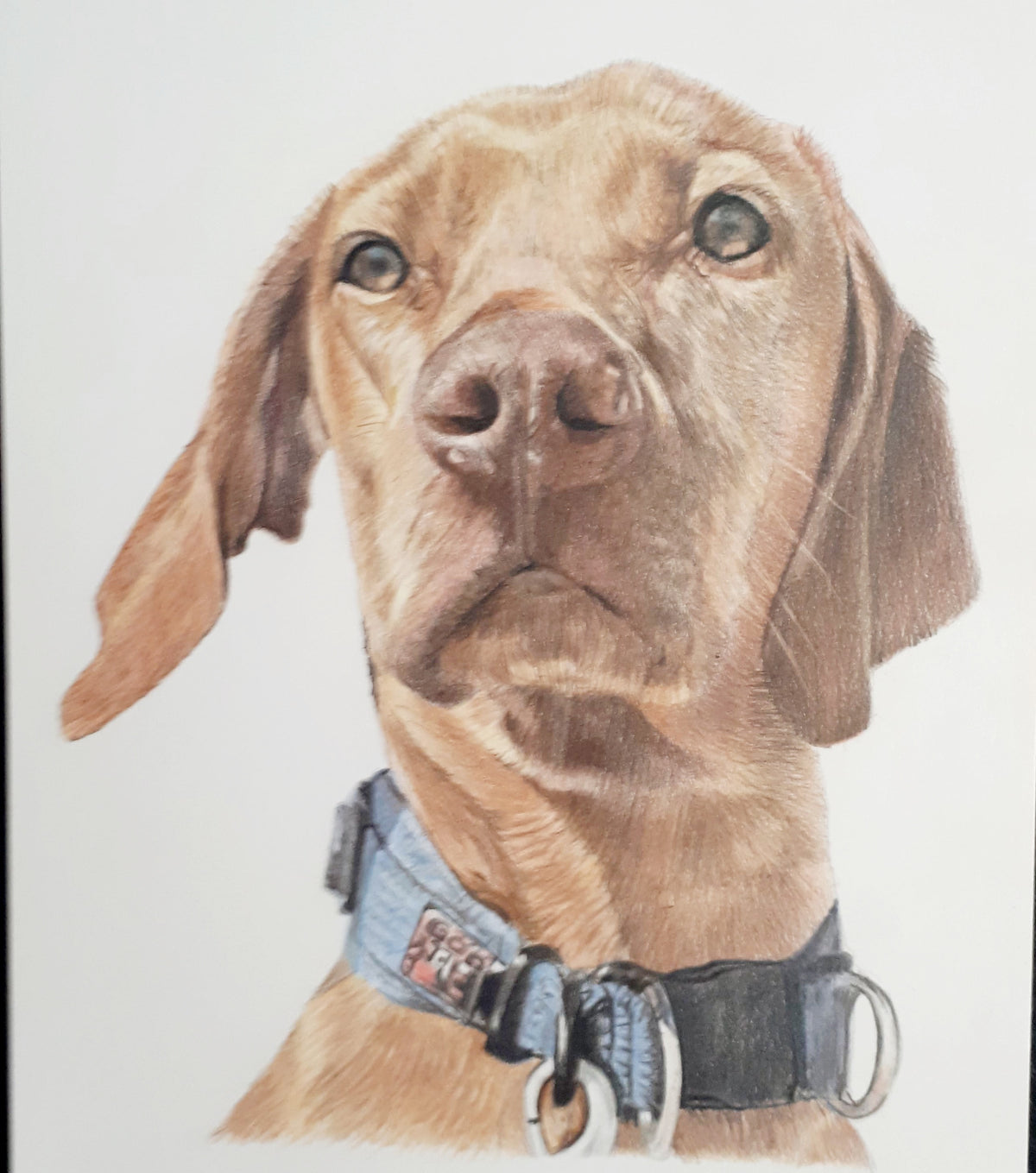 Pet Portraits Hand drawn in Pencil