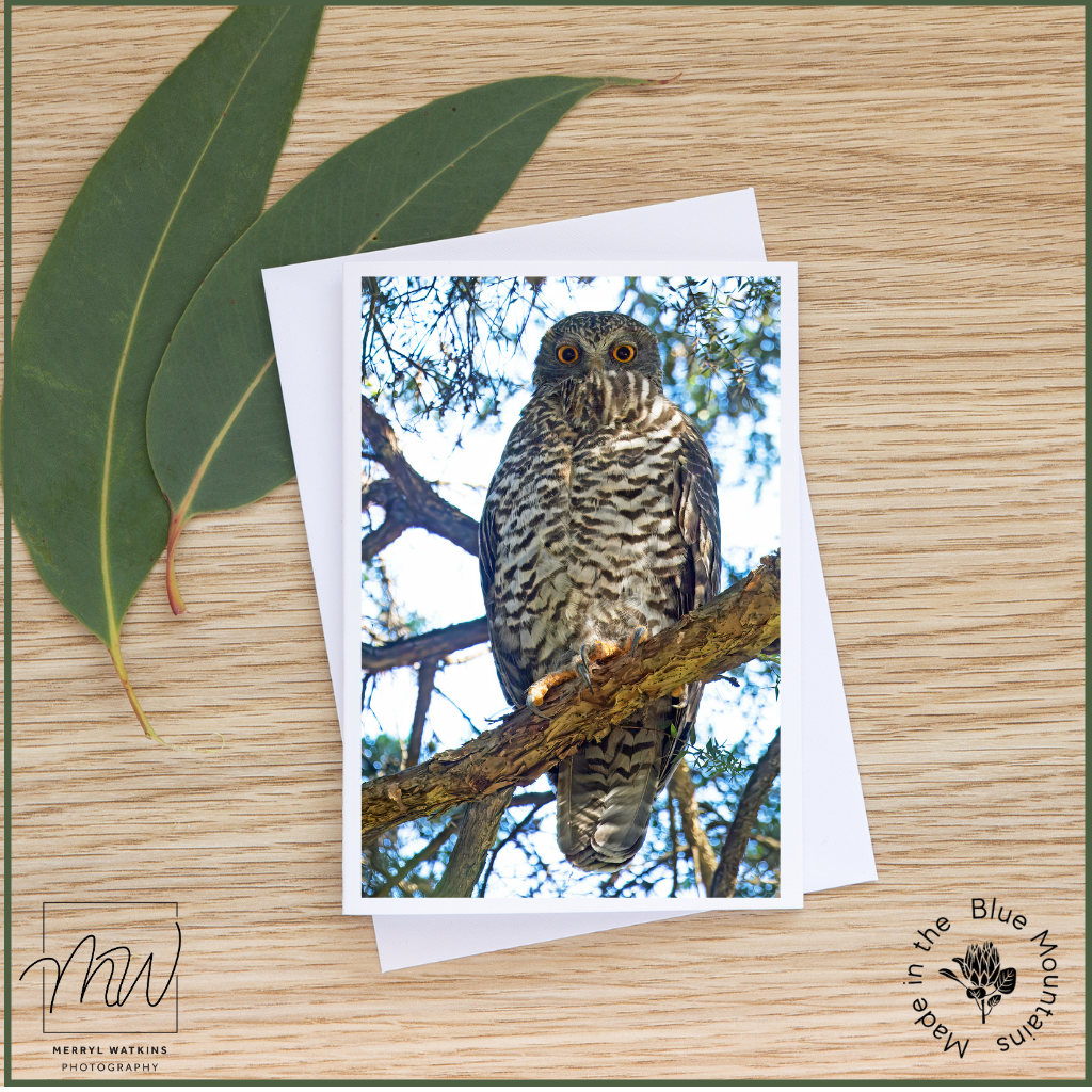 Blank Greeting Card - Powerful Owl Photo