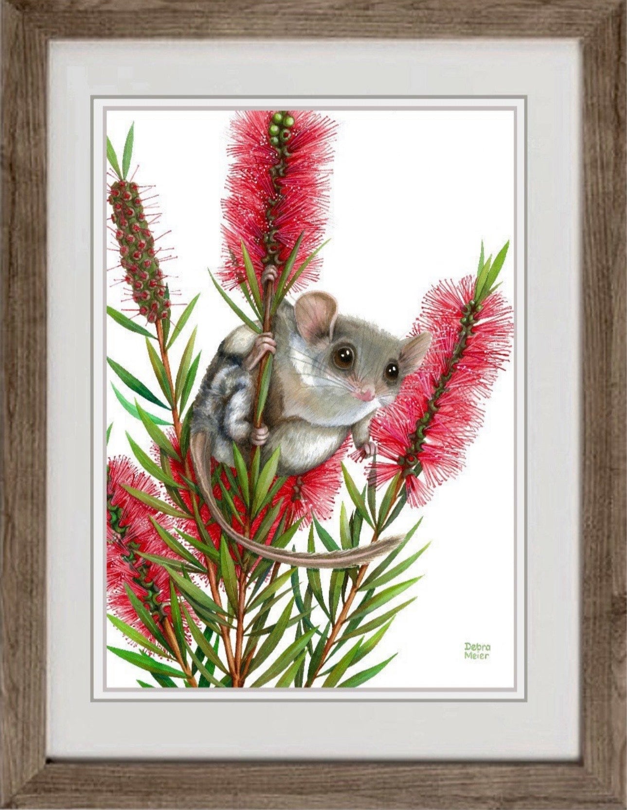 Feathertail Glider art print by Debra Meier