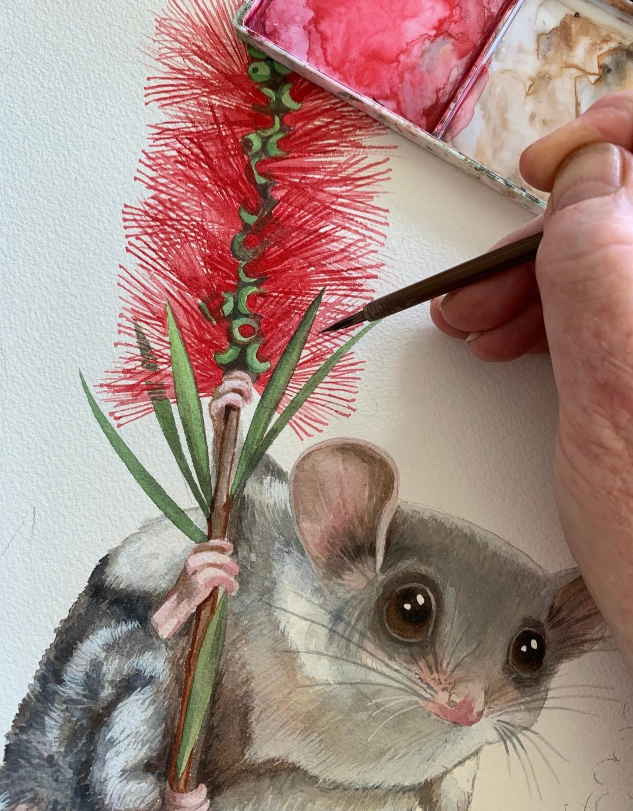 Feathertail Glider art print by Debra Meier