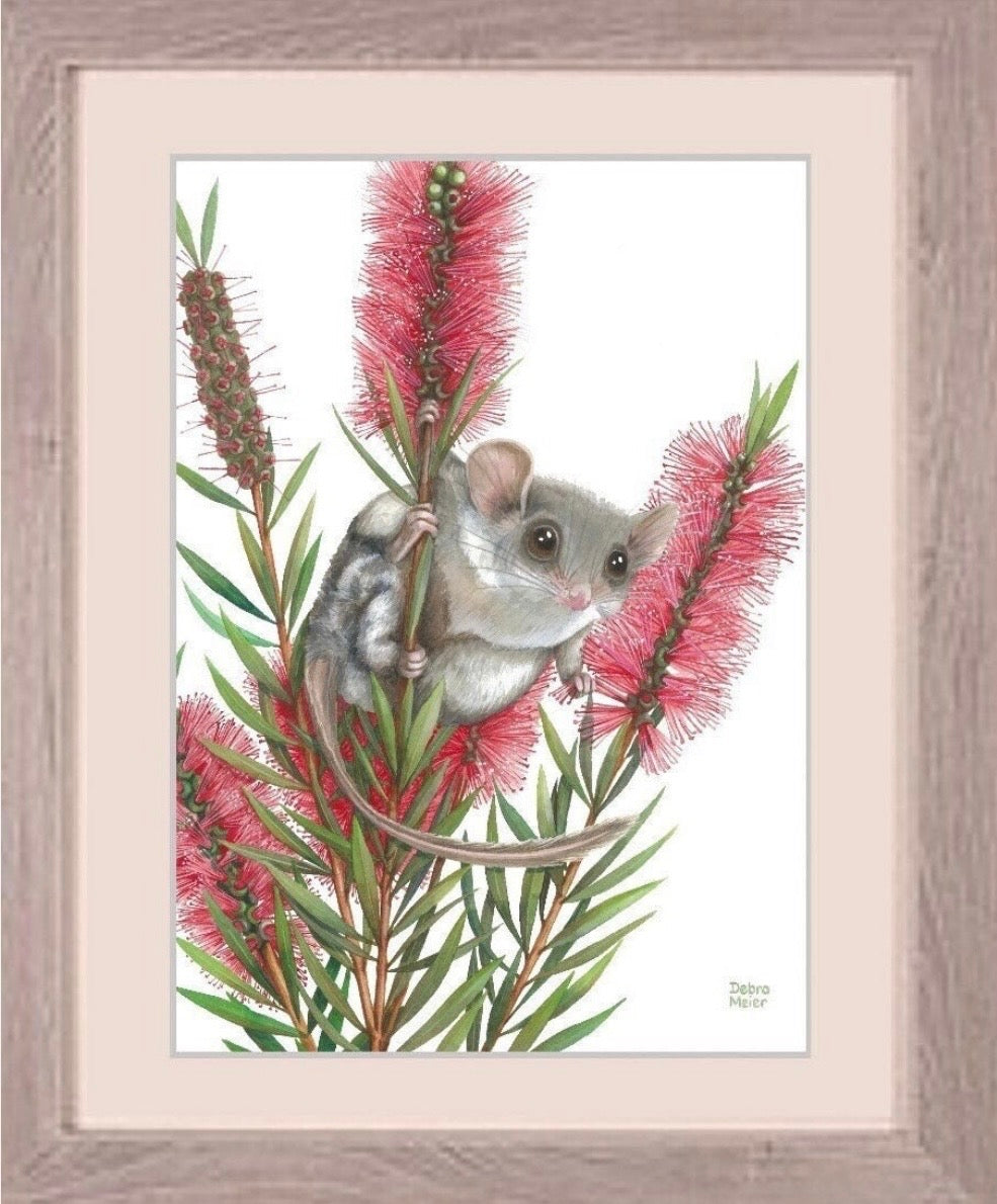 Feathertail Glider art print by Debra Meier