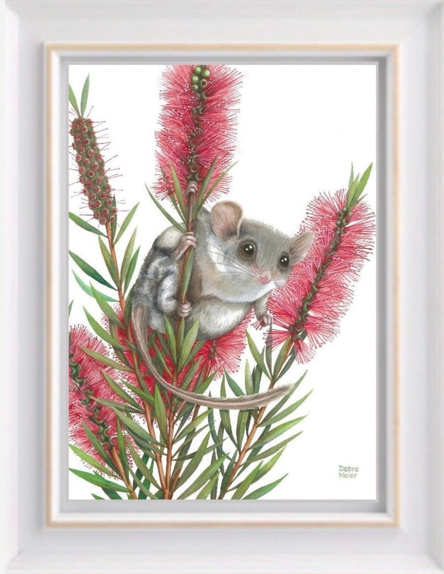 Feathertail Glider art print by Debra Meier