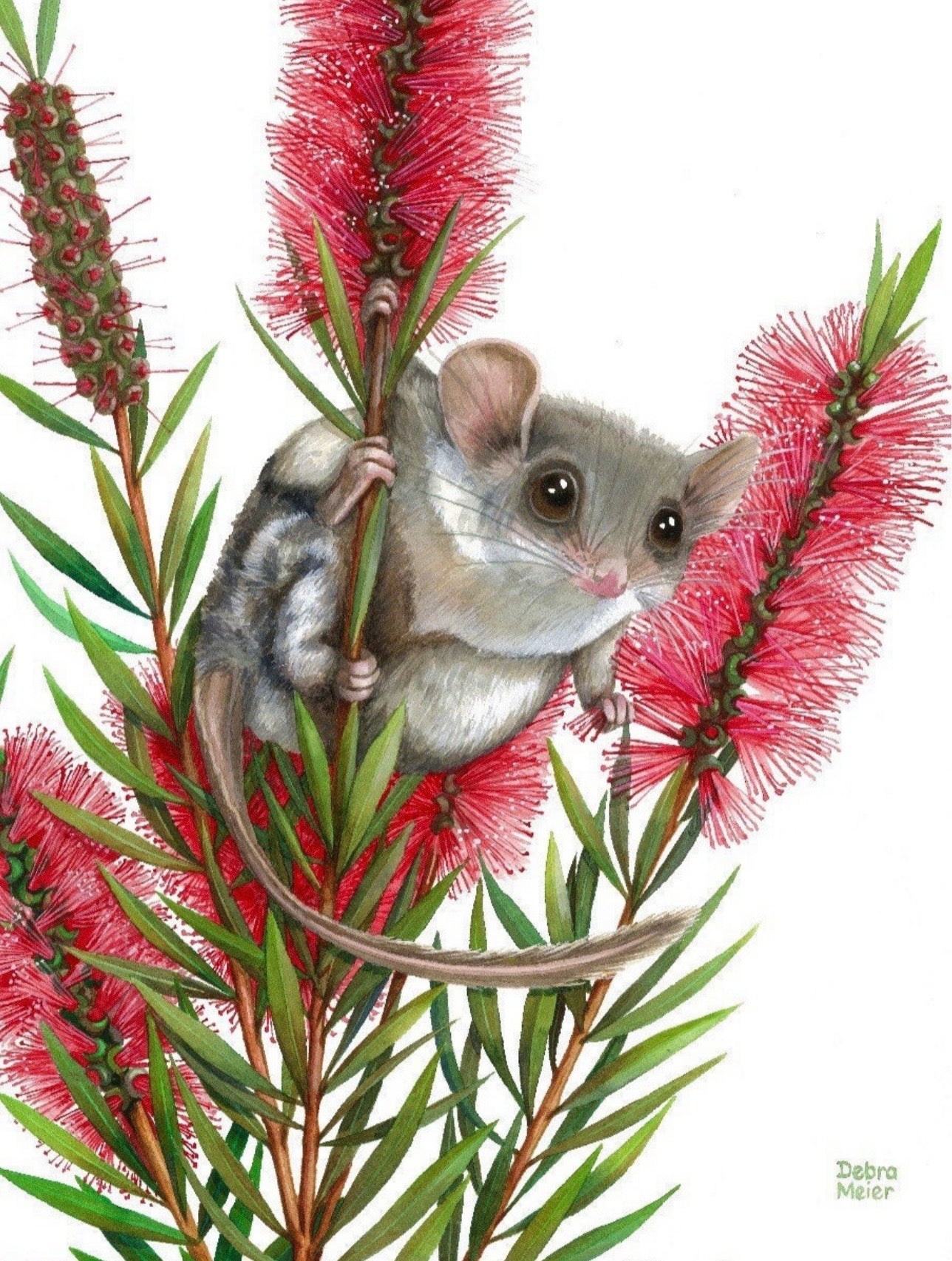 Feathertail Glider art print by Debra Meier