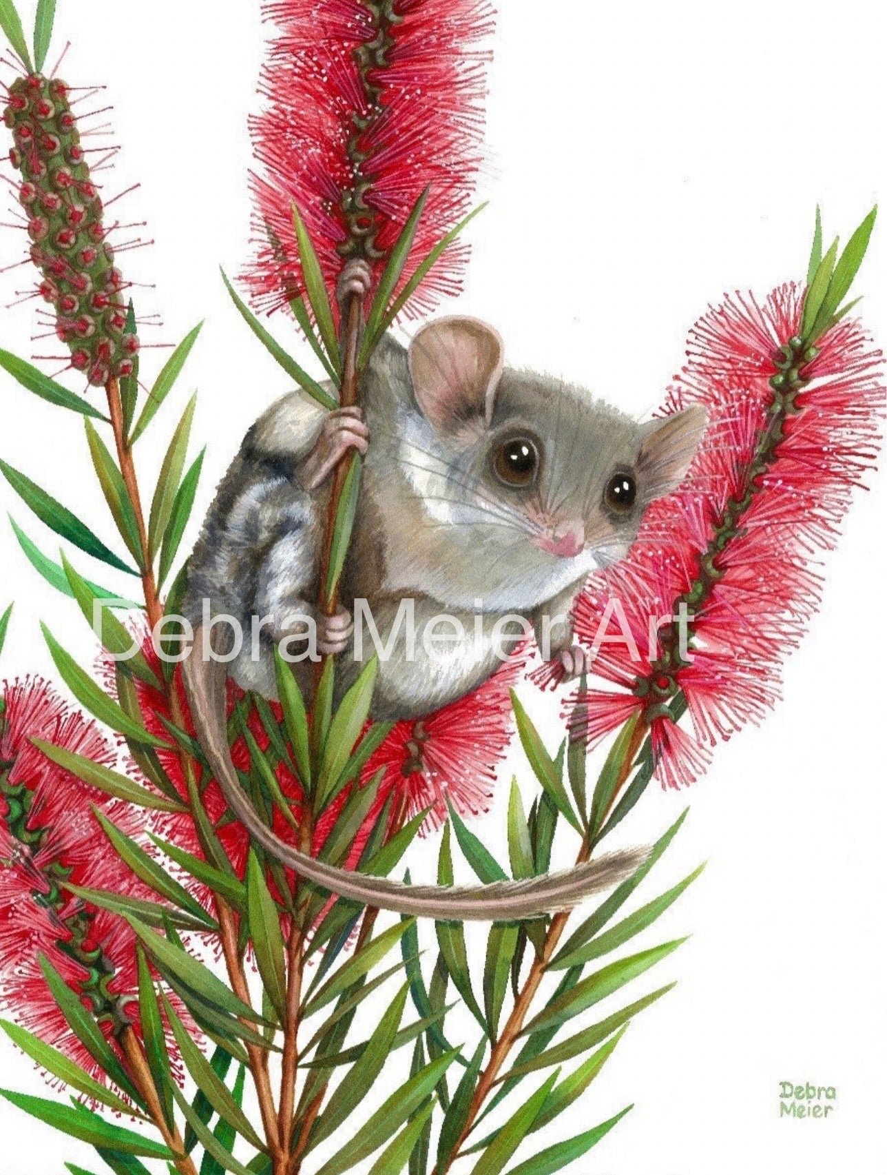 Feathertail Glider art print by Debra Meier