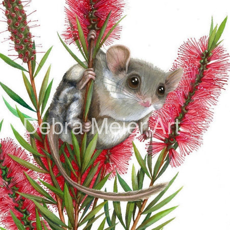 Feathertail Glider art print by Debra Meier