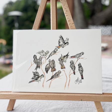 Red-tail Raucous | Australian Native Birds Illustration | A4 Print