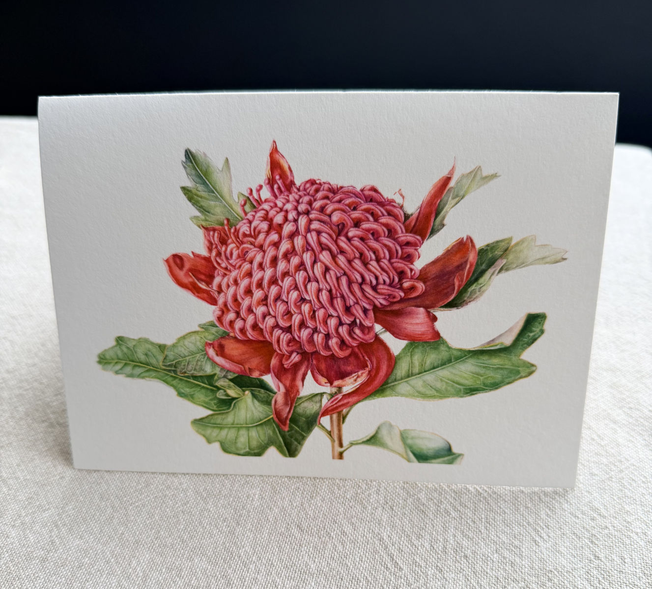 Waratah Botanical Art Card - Print of Original Painting