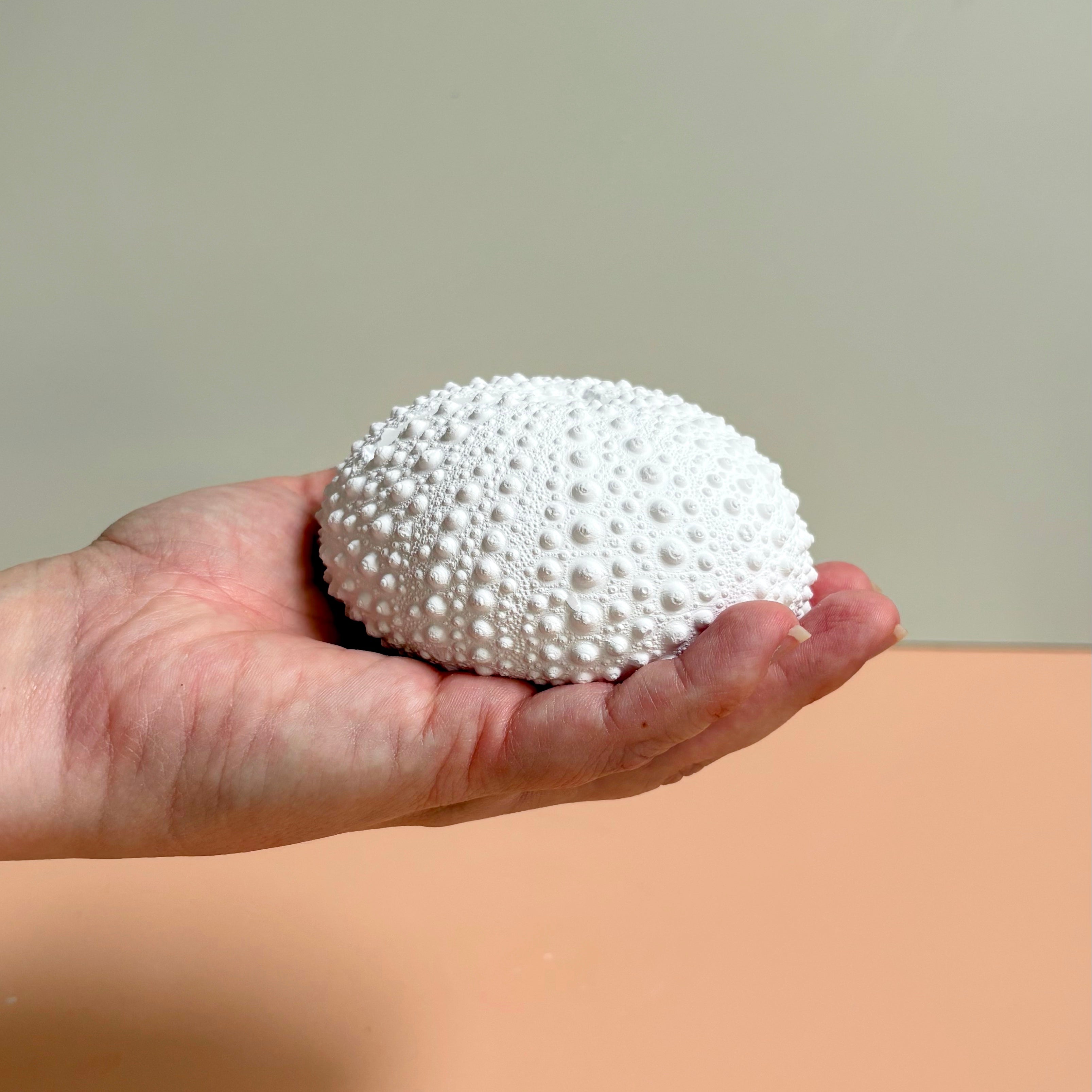 Sea Urchin Card & Photo Holder — Eco Resin
