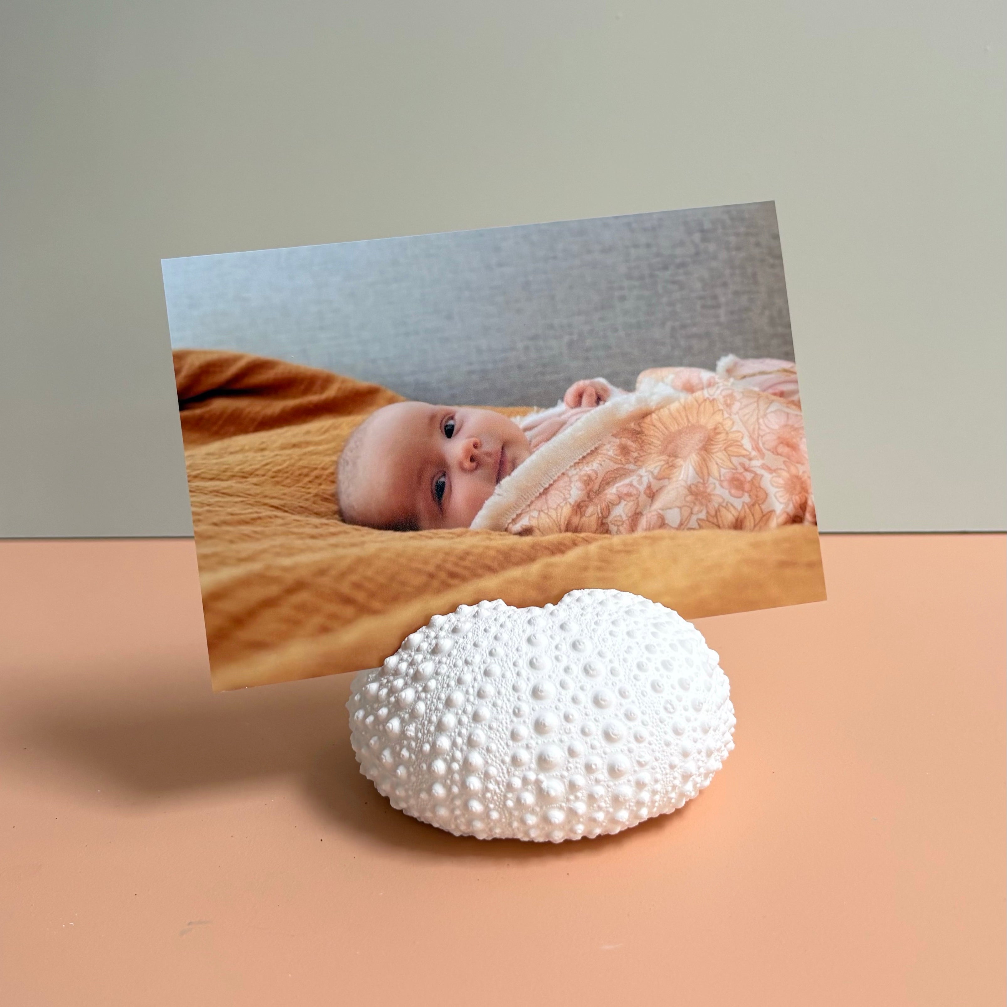Sea Urchin Card & Photo Holder — Eco Resin