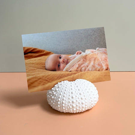 Sea Urchin Card & Photo Holder — Eco Resin