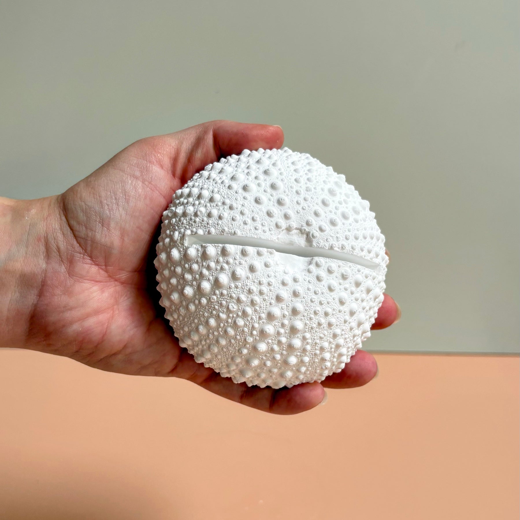Sea Urchin Card & Photo Holder — Eco Resin