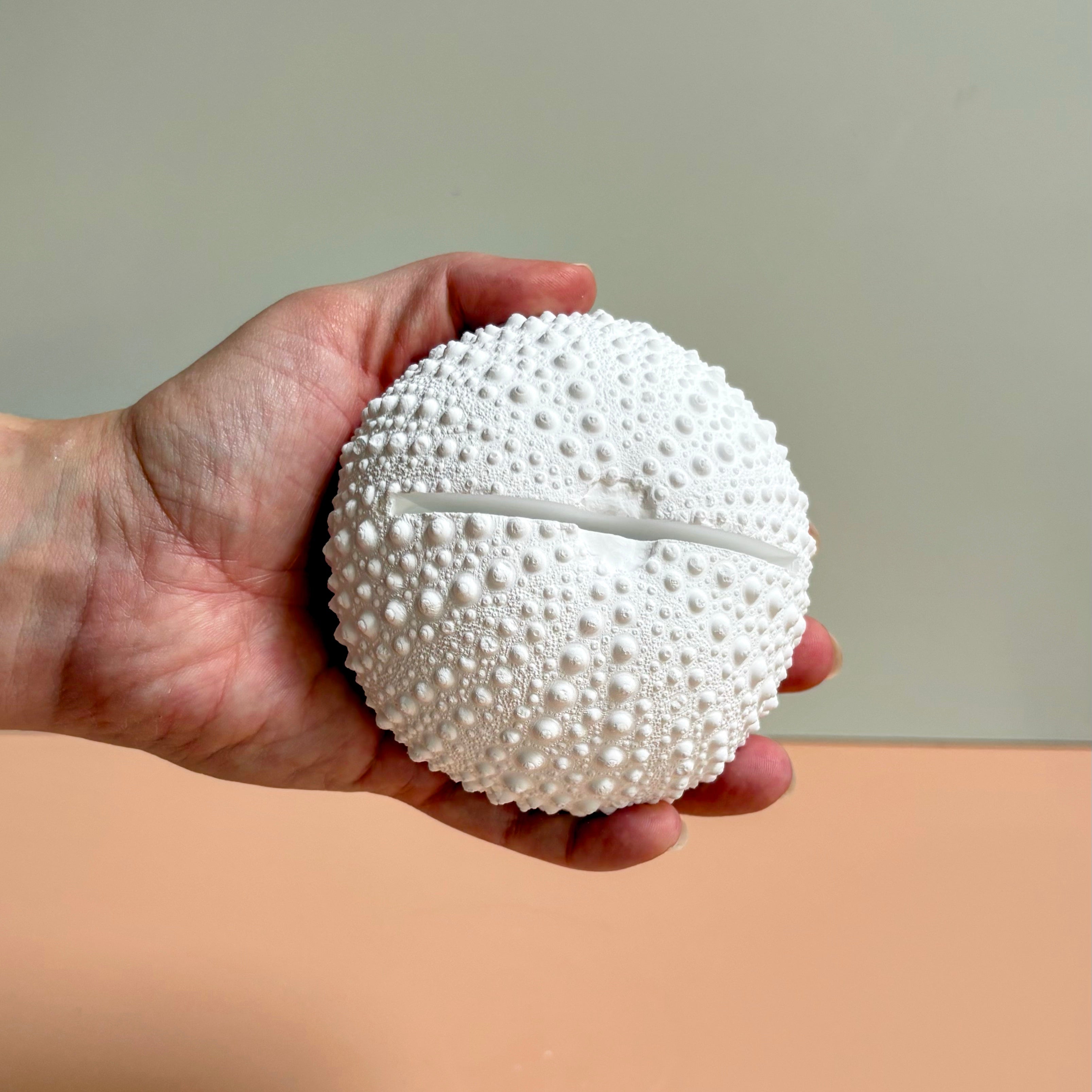 Sea Urchin Card & Photo Holder — Eco Resin
