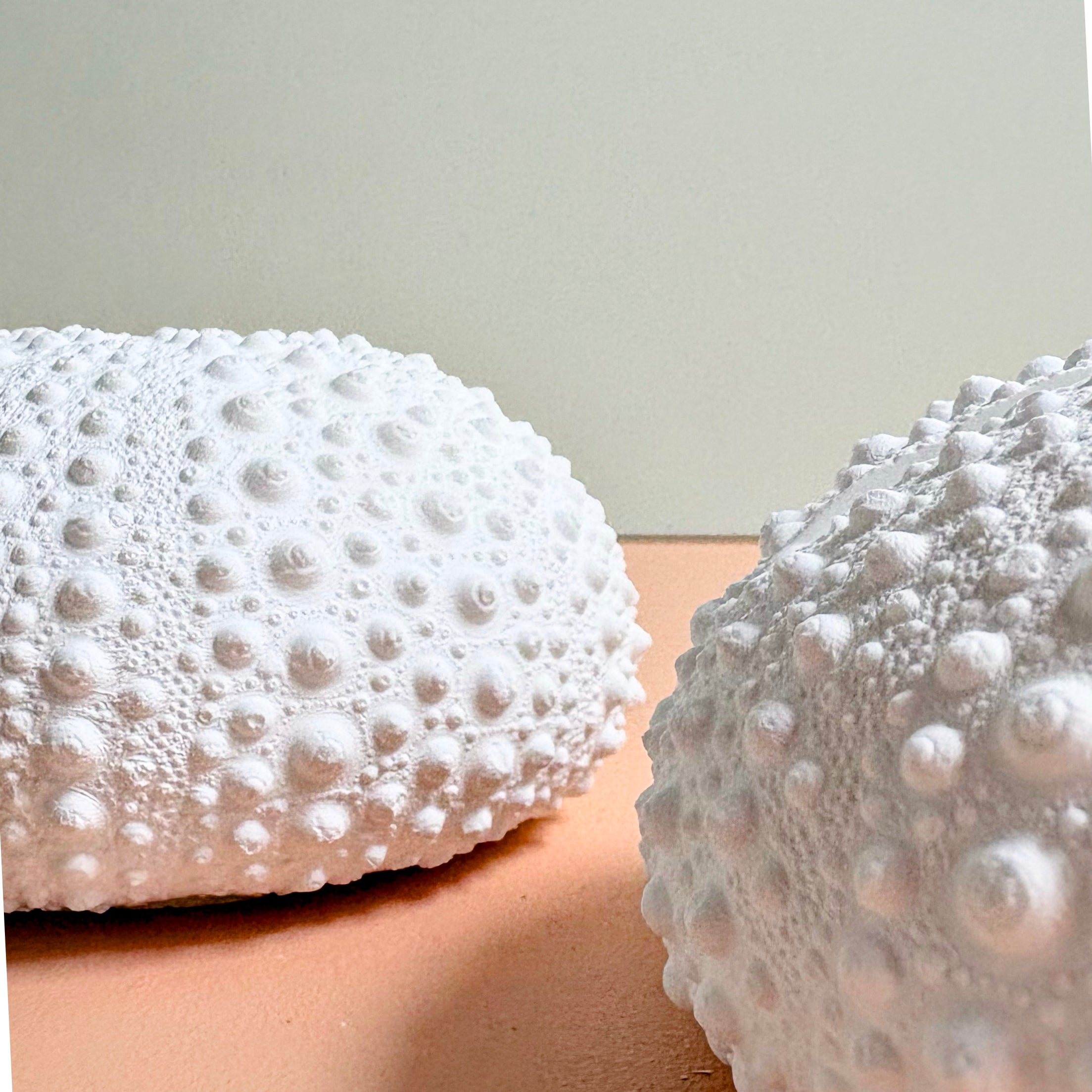 Sea Urchin Card & Photo Holder — Eco Resin